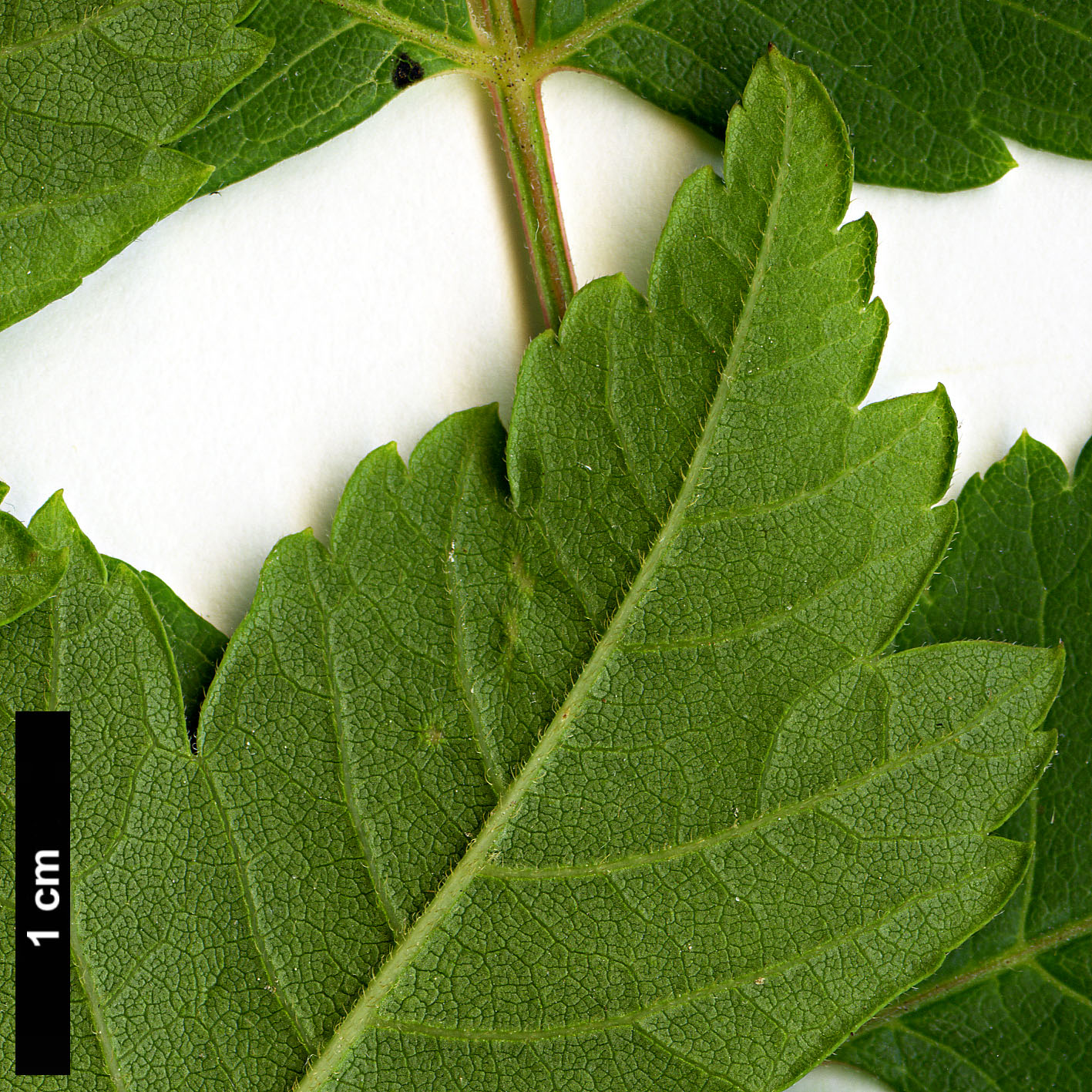 High resolution image: Family: Sapindaceae - Genus: Koelreuteria - Taxon: paniculata