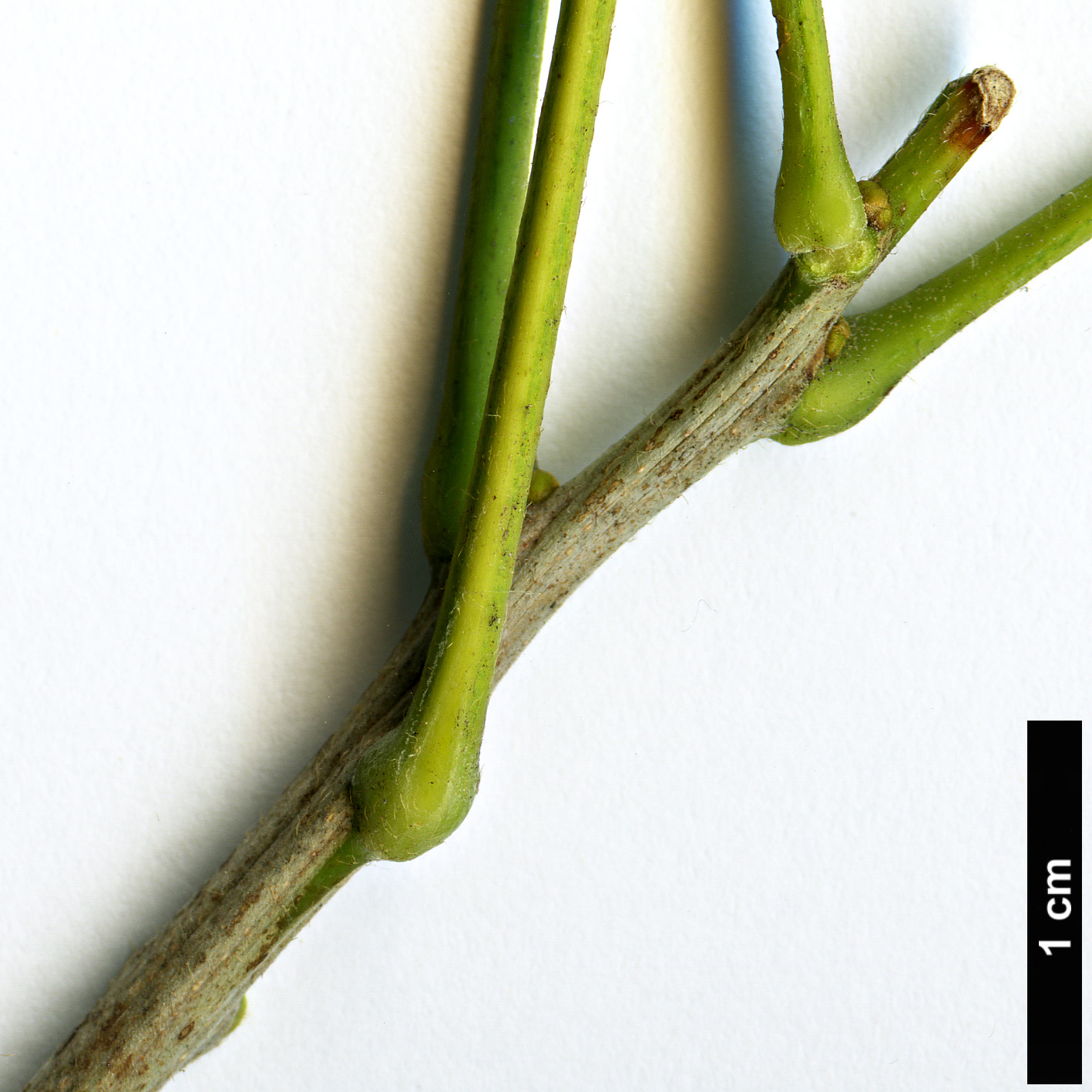 High resolution image: Family: Sapindaceae - Genus: Sapindus - Taxon: drummondii