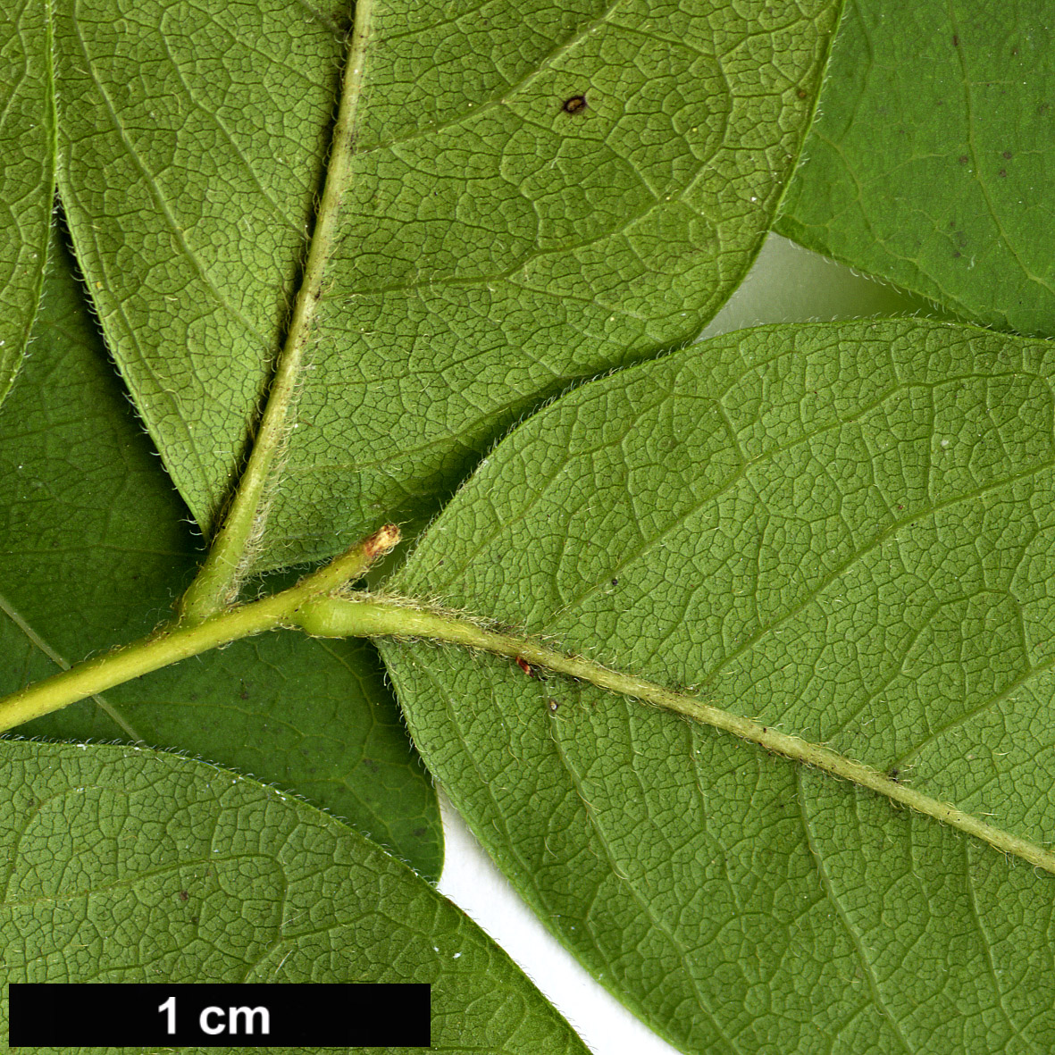 High resolution image: Family: Sapindaceae - Genus: Sapindus - Taxon: drummondii