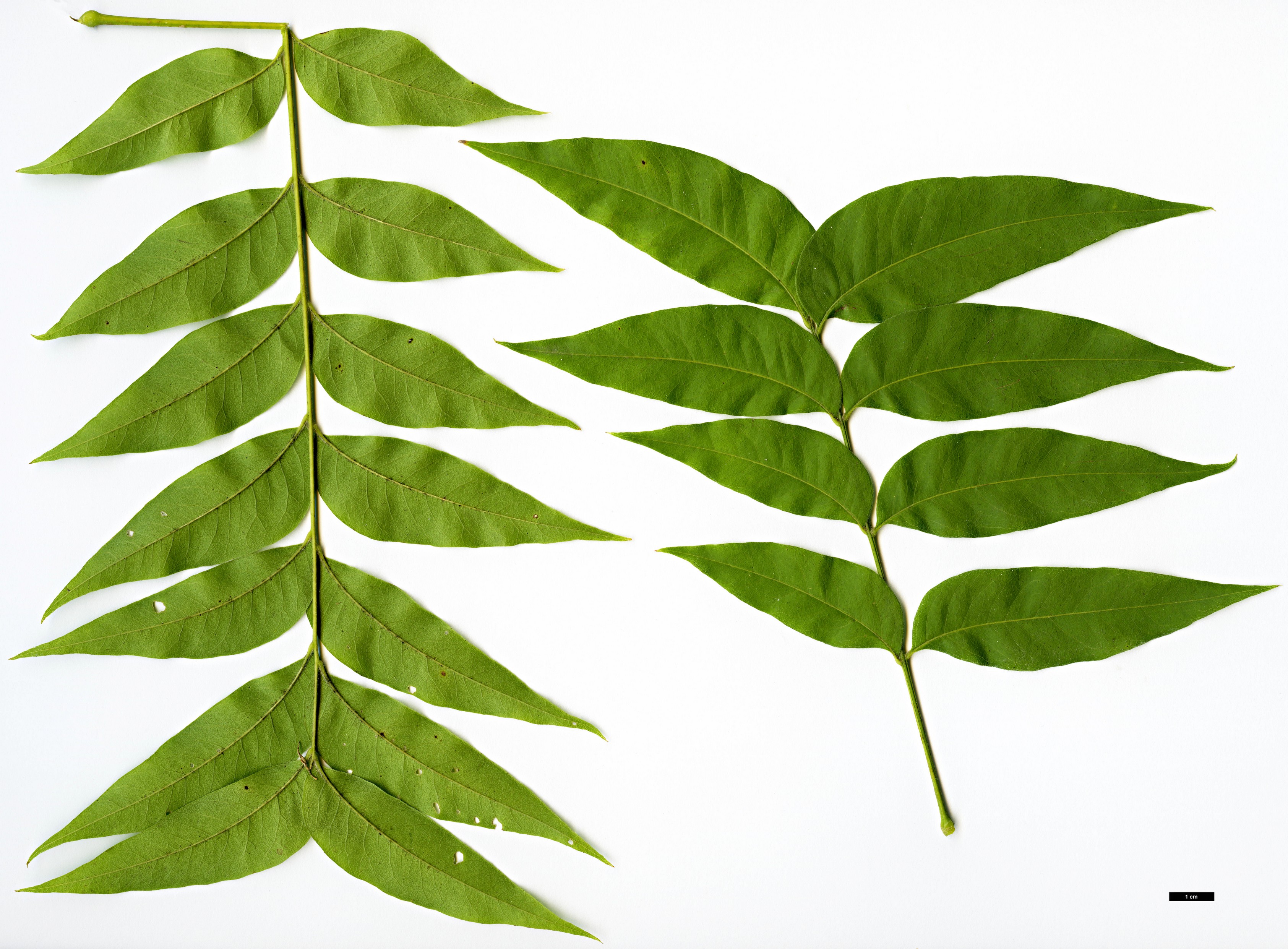 High resolution image: Family: Sapindaceae - Genus: Sapindus - Taxon: drummondii