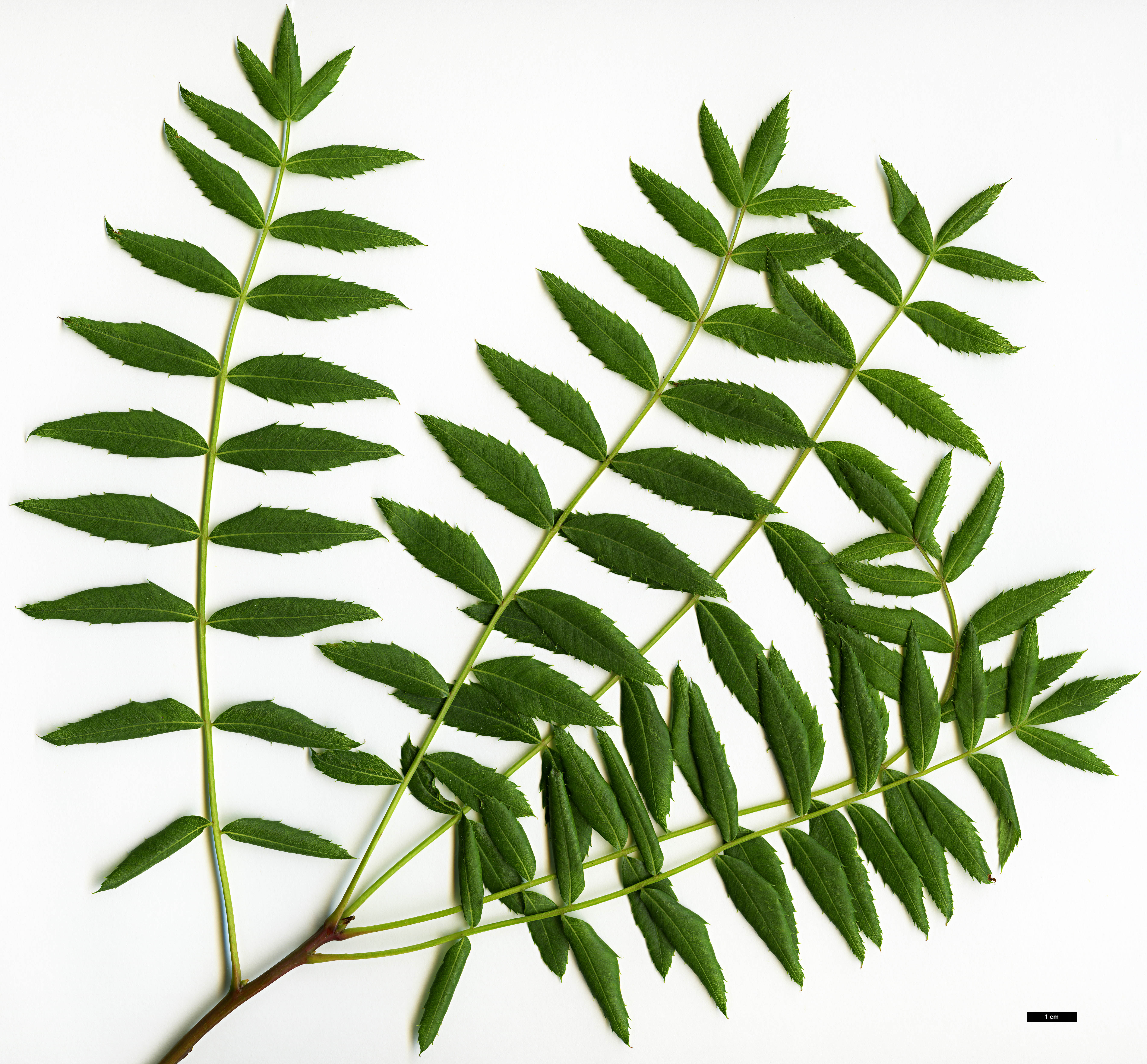 High resolution image: Family: Sapindaceae - Genus: Xanthoceras - Taxon: sorbifolium