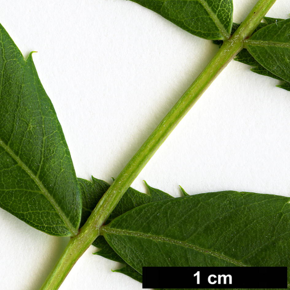 High resolution image: Family: Sapindaceae - Genus: Xanthoceras - Taxon: sorbifolium