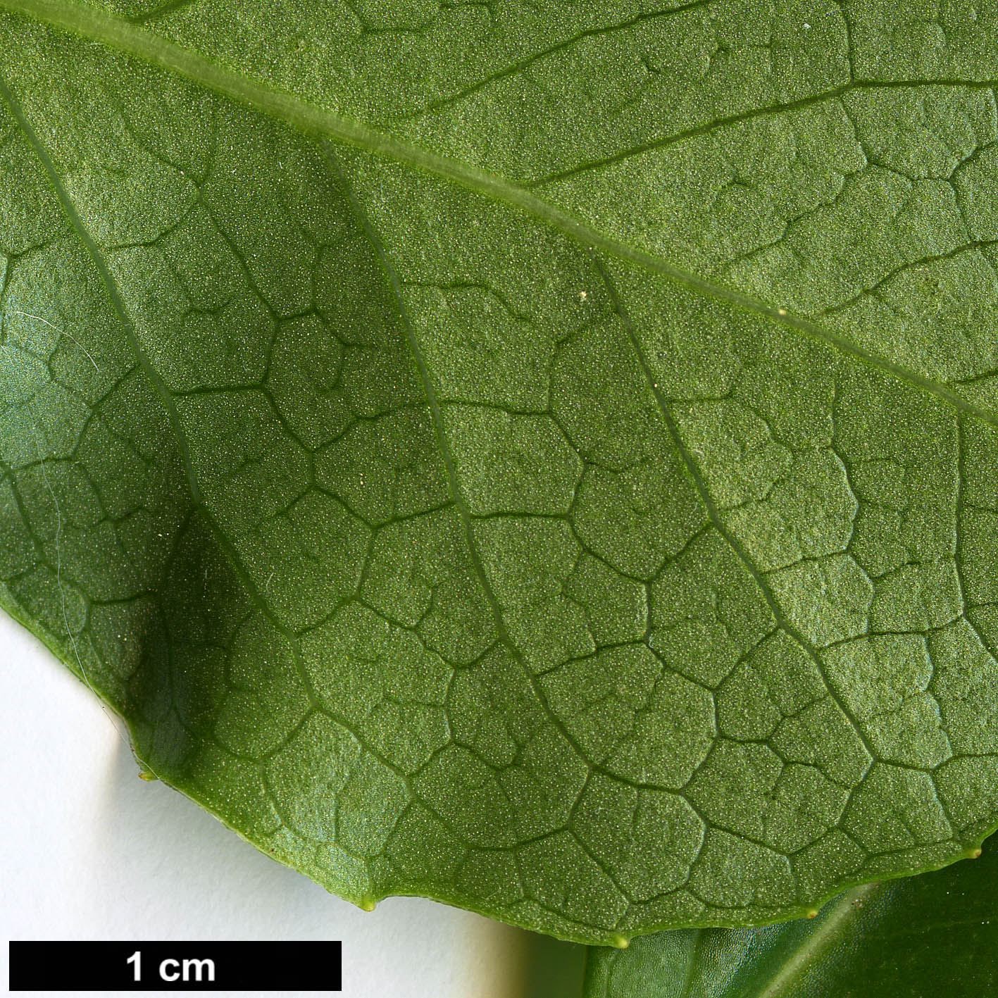 High resolution image: Family: Schisandraceae - Genus: Schisandra - Taxon: rubriflora