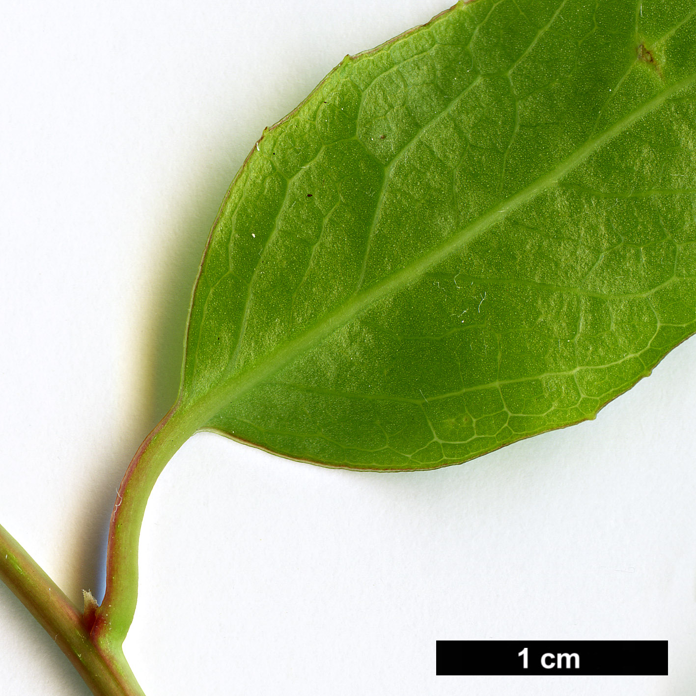 High resolution image: Family: Schisandraceae - Genus: Schisandra - Taxon: rubriflora