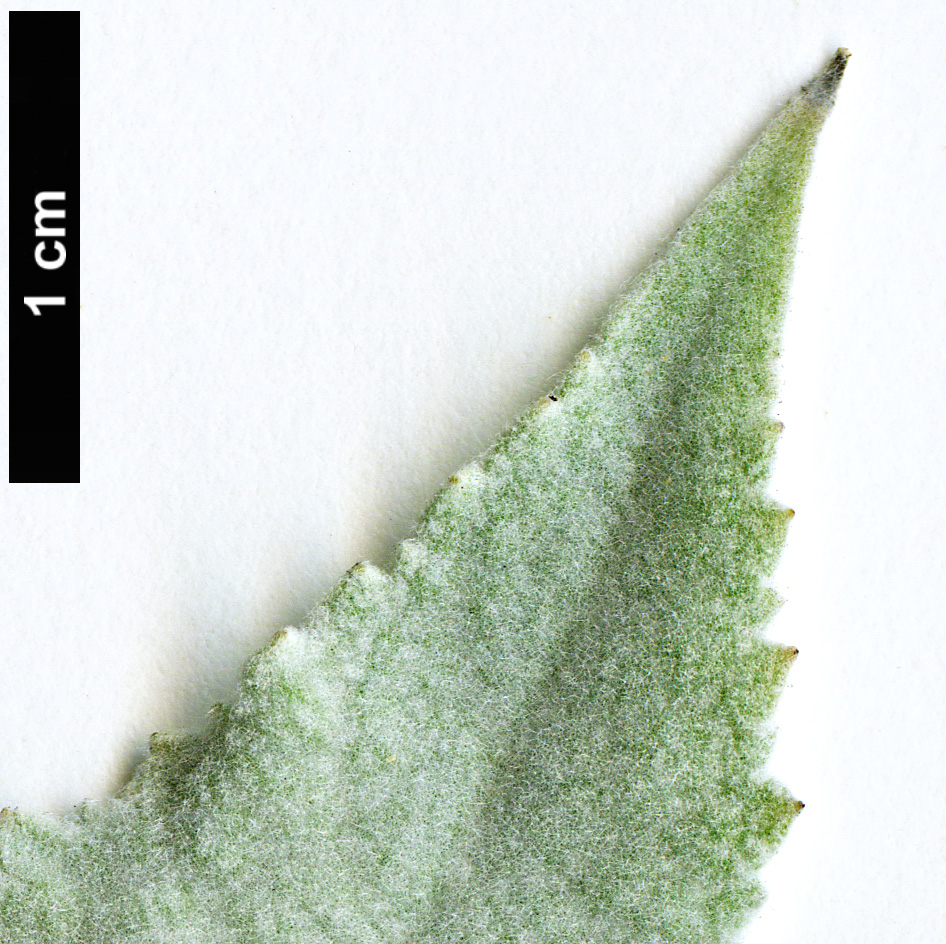 High resolution image: Family: Scrophulariaceae - Genus: Buddleja - Taxon: agathosma