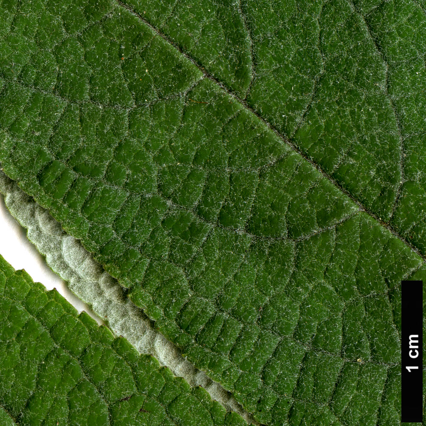 High resolution image: Family: Scrophulariaceae - Genus: Buddleja - Taxon: albiflora