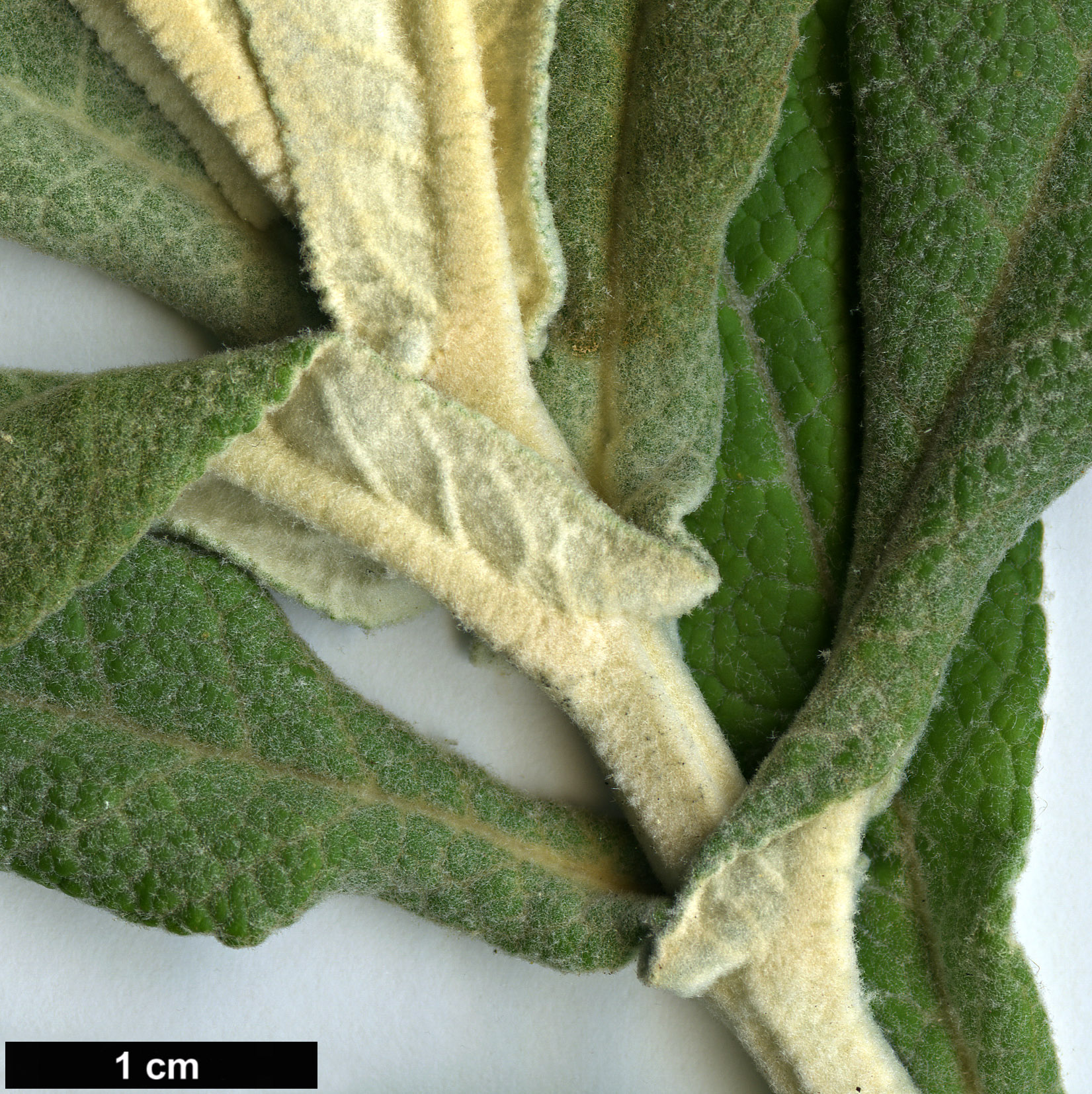 High resolution image: Family: Scrophulariaceae - Genus: Buddleja - Taxon: araucana