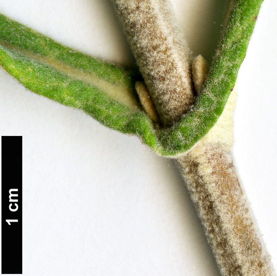 High resolution image: Family: Scrophulariaceae - Genus: Buddleja - Taxon: araucana
