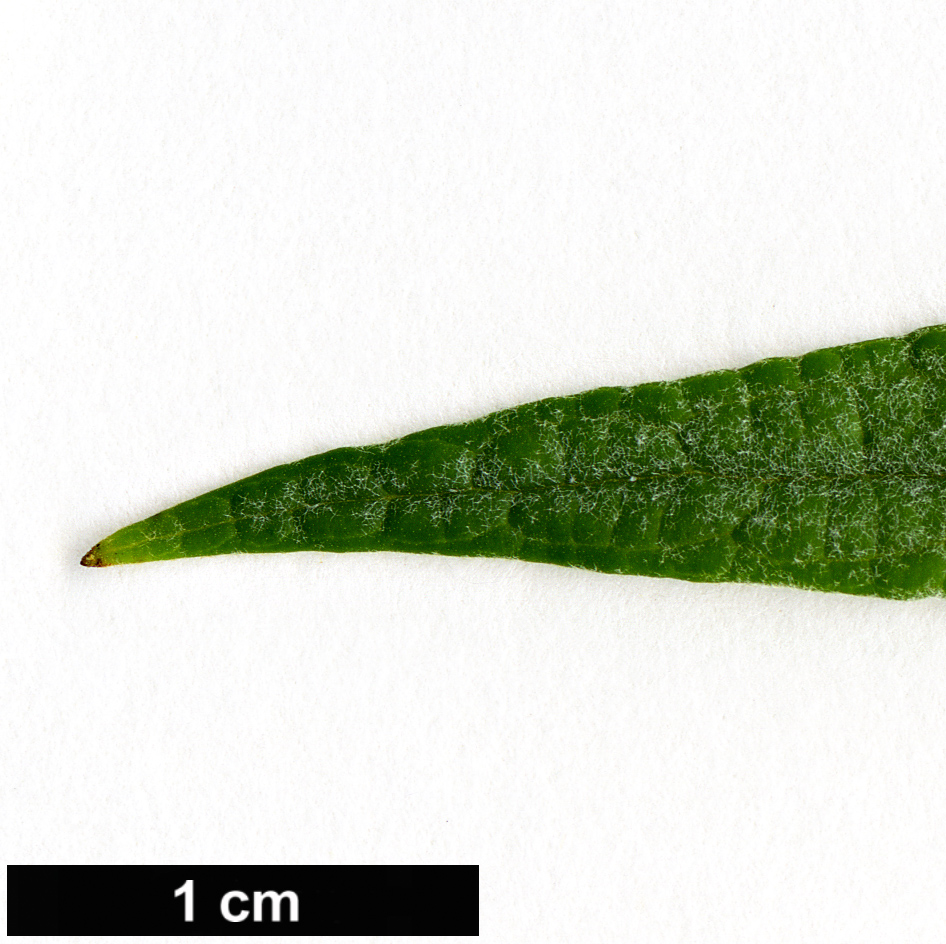High resolution image: Family: Scrophulariaceae - Genus: Buddleja - Taxon: asiatica