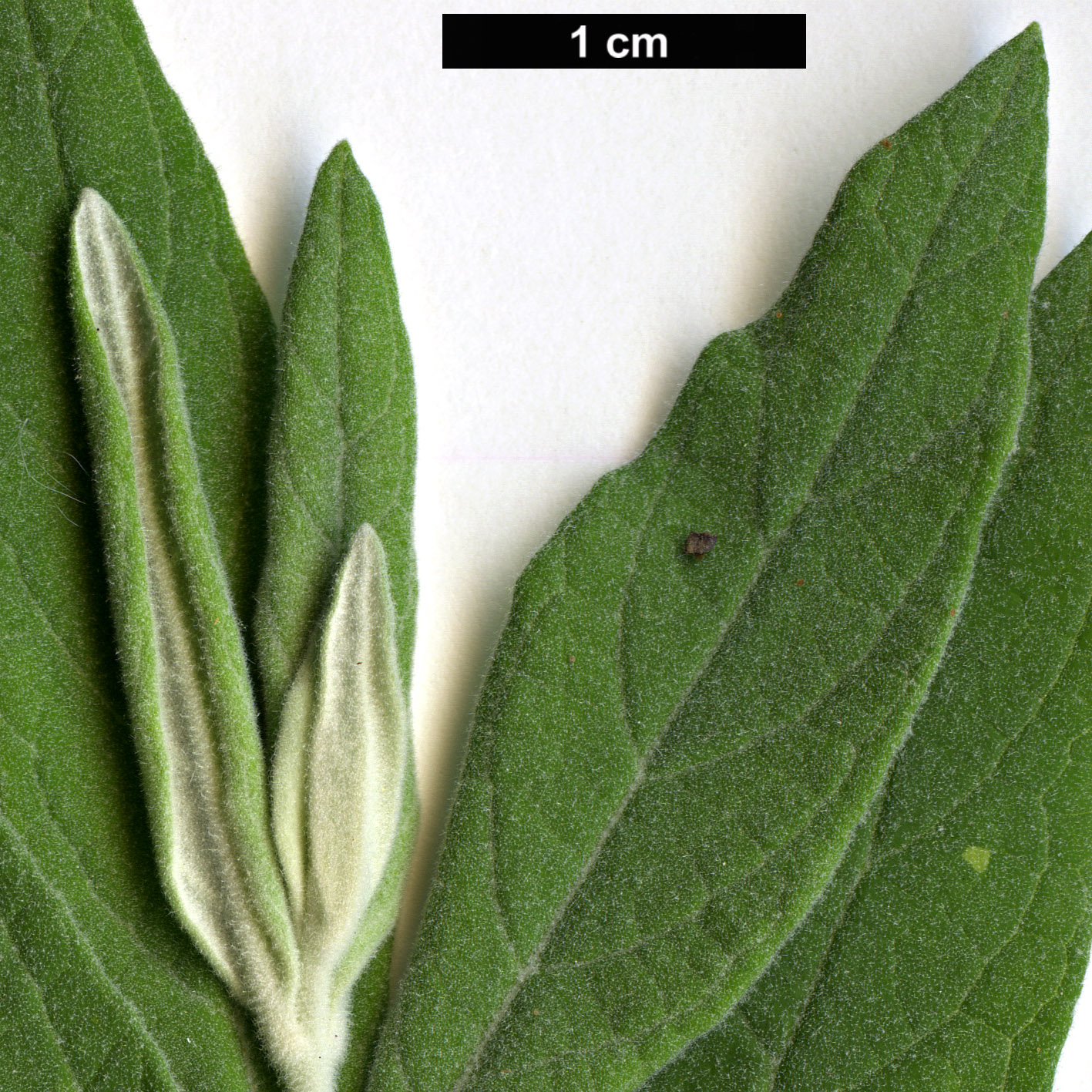 High resolution image: Family: Scrophulariaceae - Genus: Buddleja - Taxon: caryopteridifolia