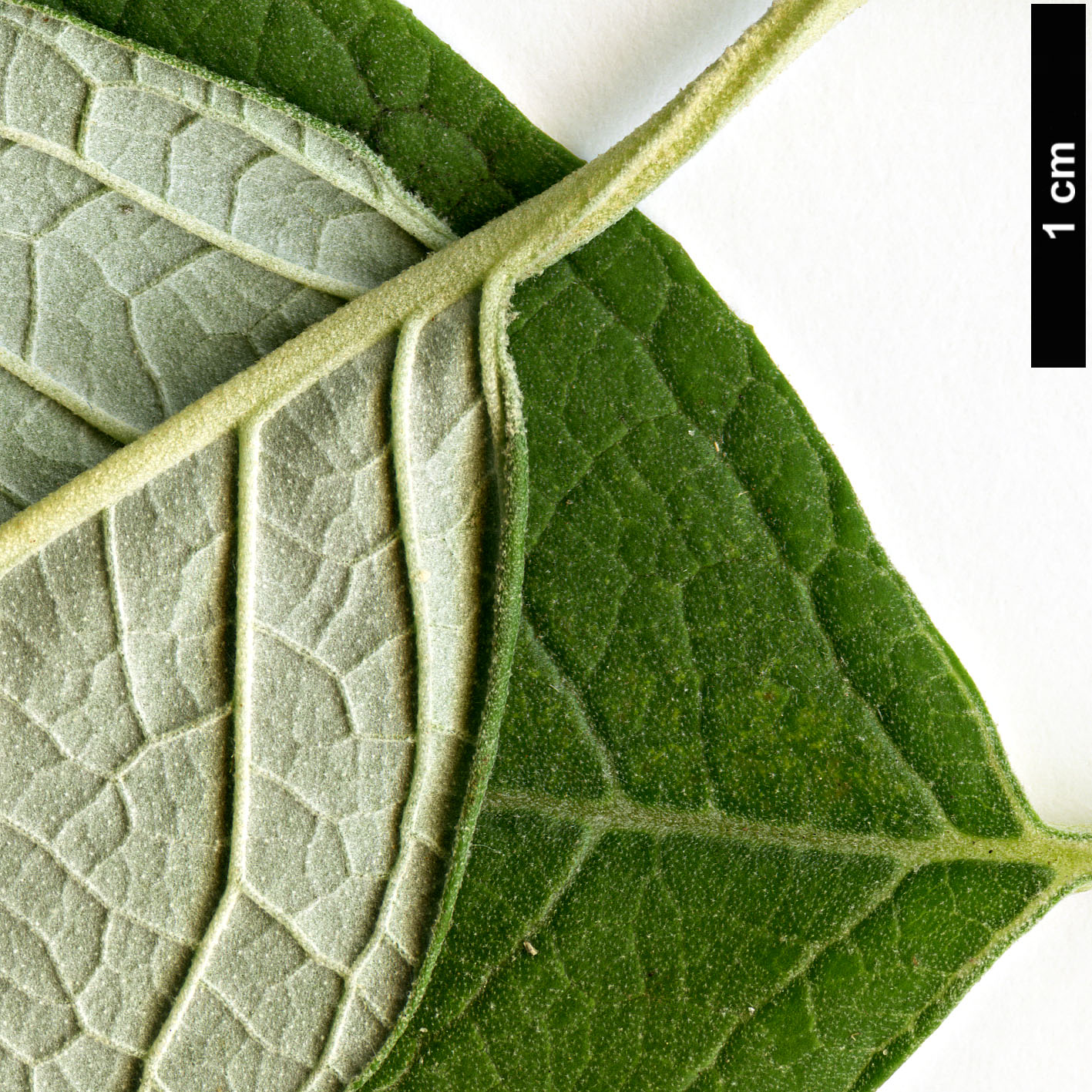 High resolution image: Family: Scrophulariaceae - Genus: Buddleja - Taxon: cordata