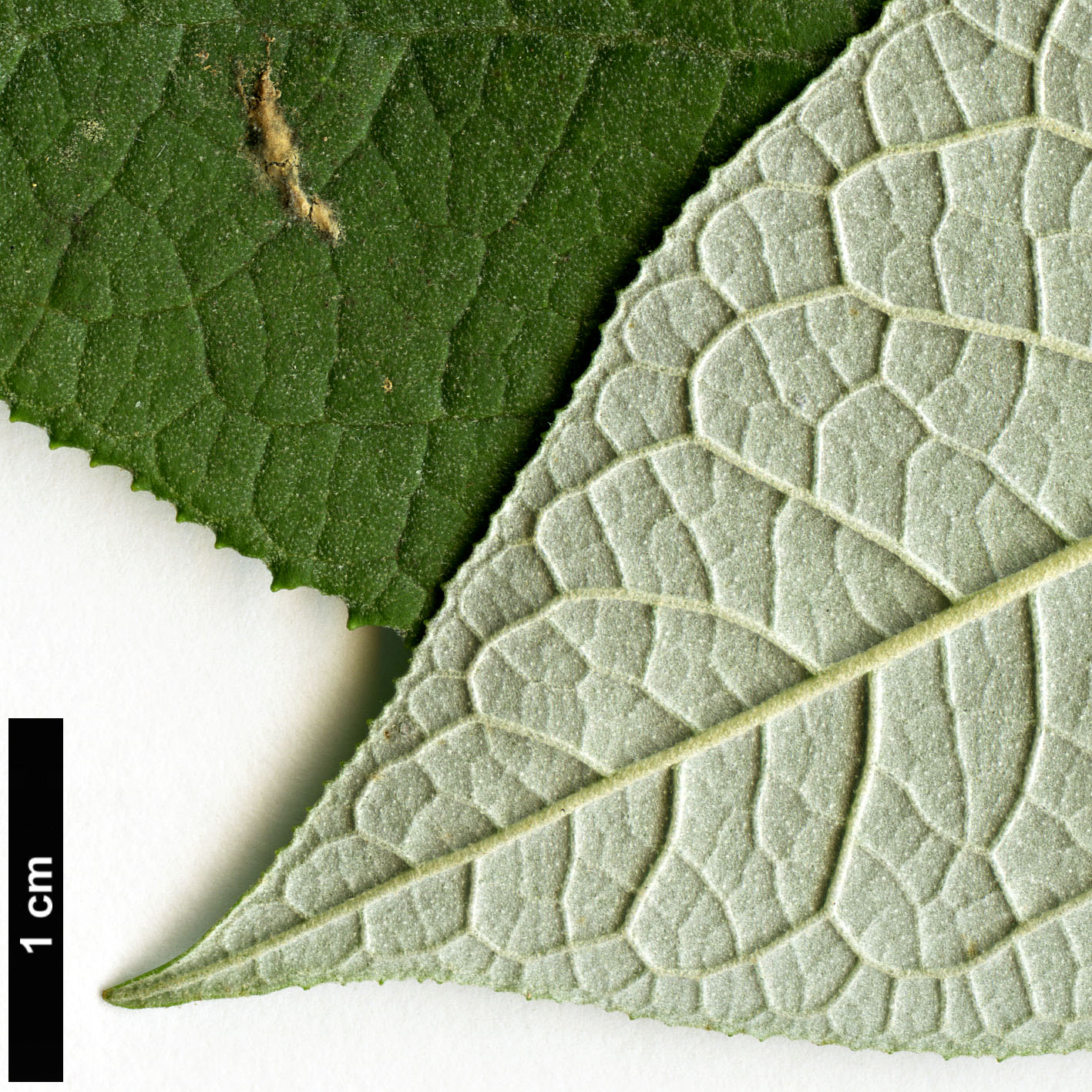 High resolution image: Family: Scrophulariaceae - Genus: Buddleja - Taxon: cordata