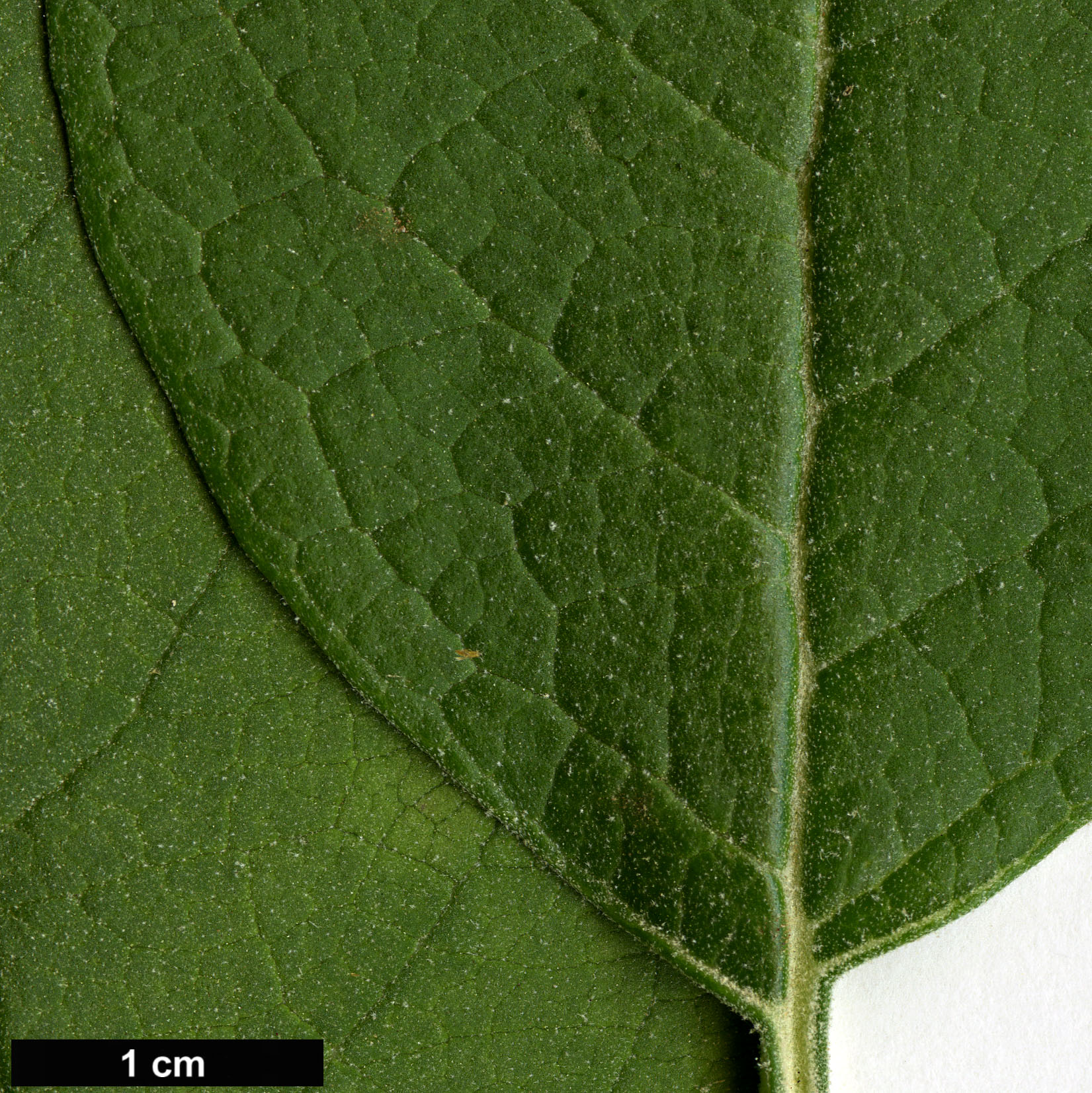 High resolution image: Family: Scrophulariaceae - Genus: Buddleja - Taxon: cordata