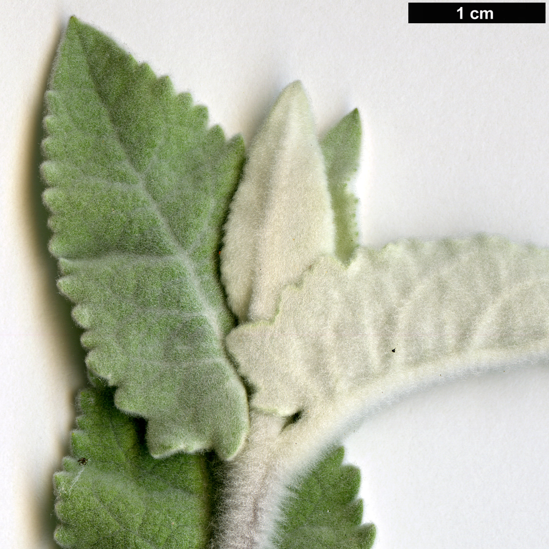 High resolution image: Family: Scrophulariaceae - Genus: Buddleja - Taxon: crispa