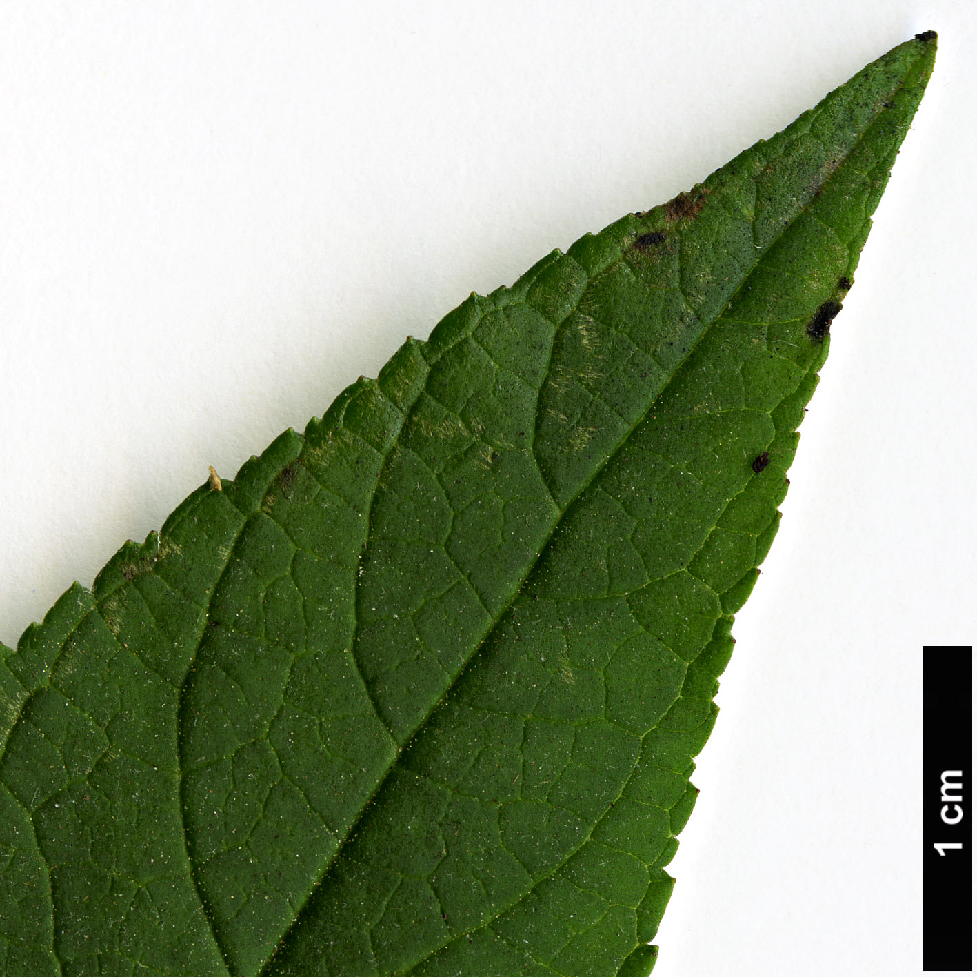 High resolution image: Family: Scrophulariaceae - Genus: Buddleja - Taxon: davidii