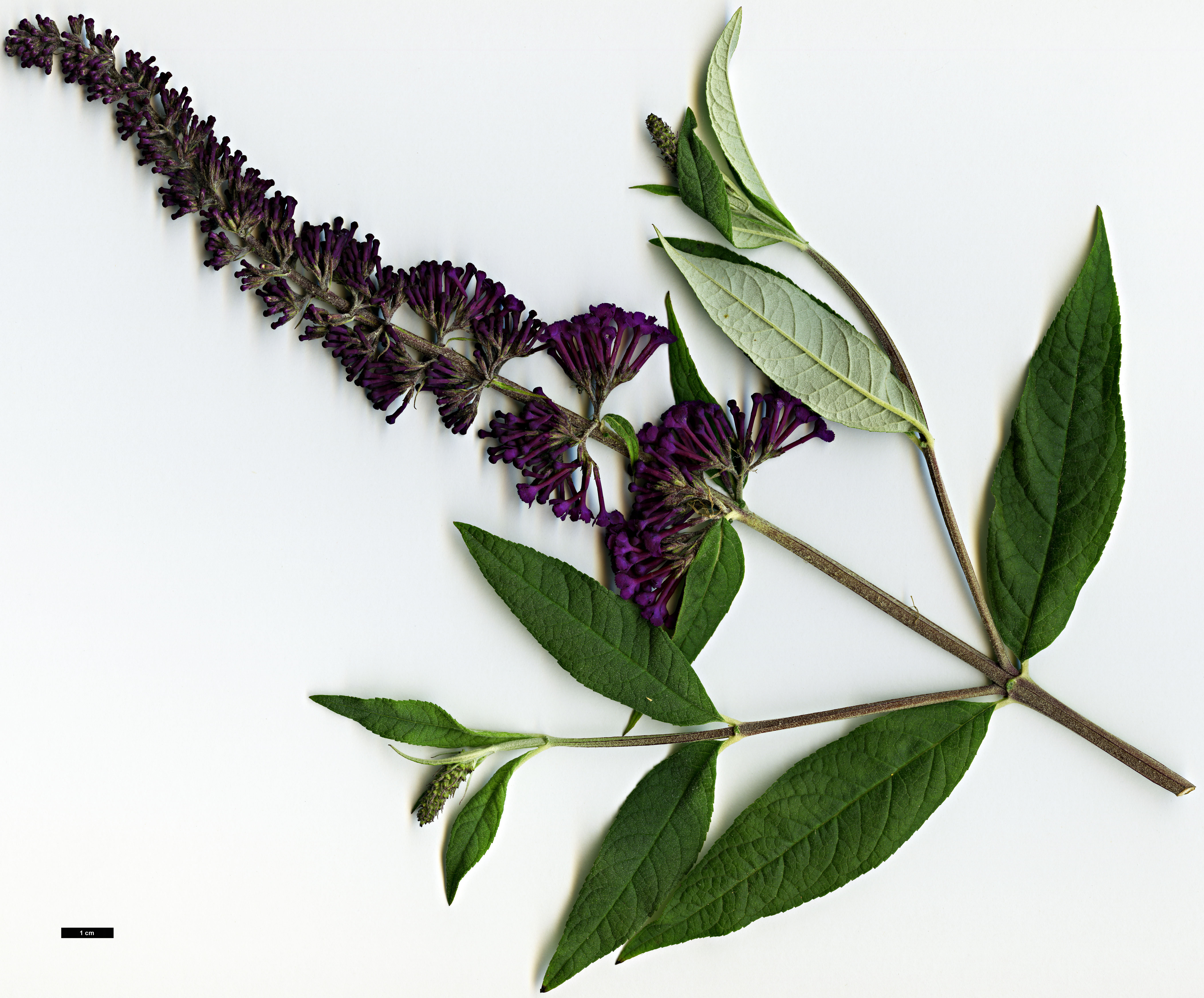 High resolution image: Family: Scrophulariaceae - Genus: Buddleja - Taxon: davidii