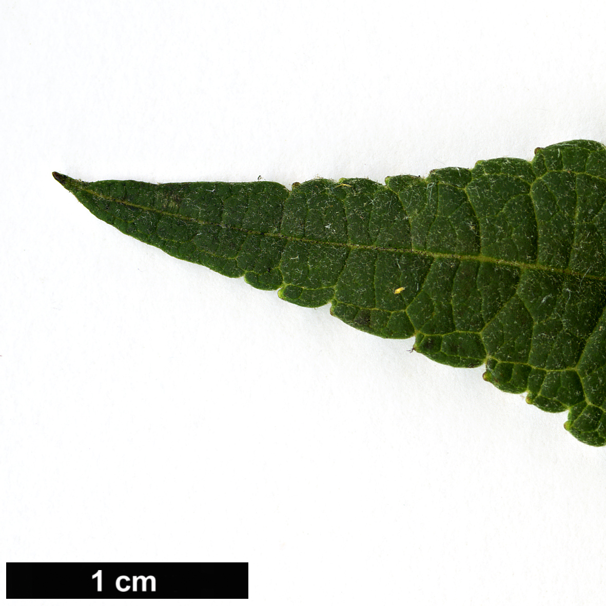 High resolution image: Family: Scrophulariaceae - Genus: Buddleja - Taxon: forrestii