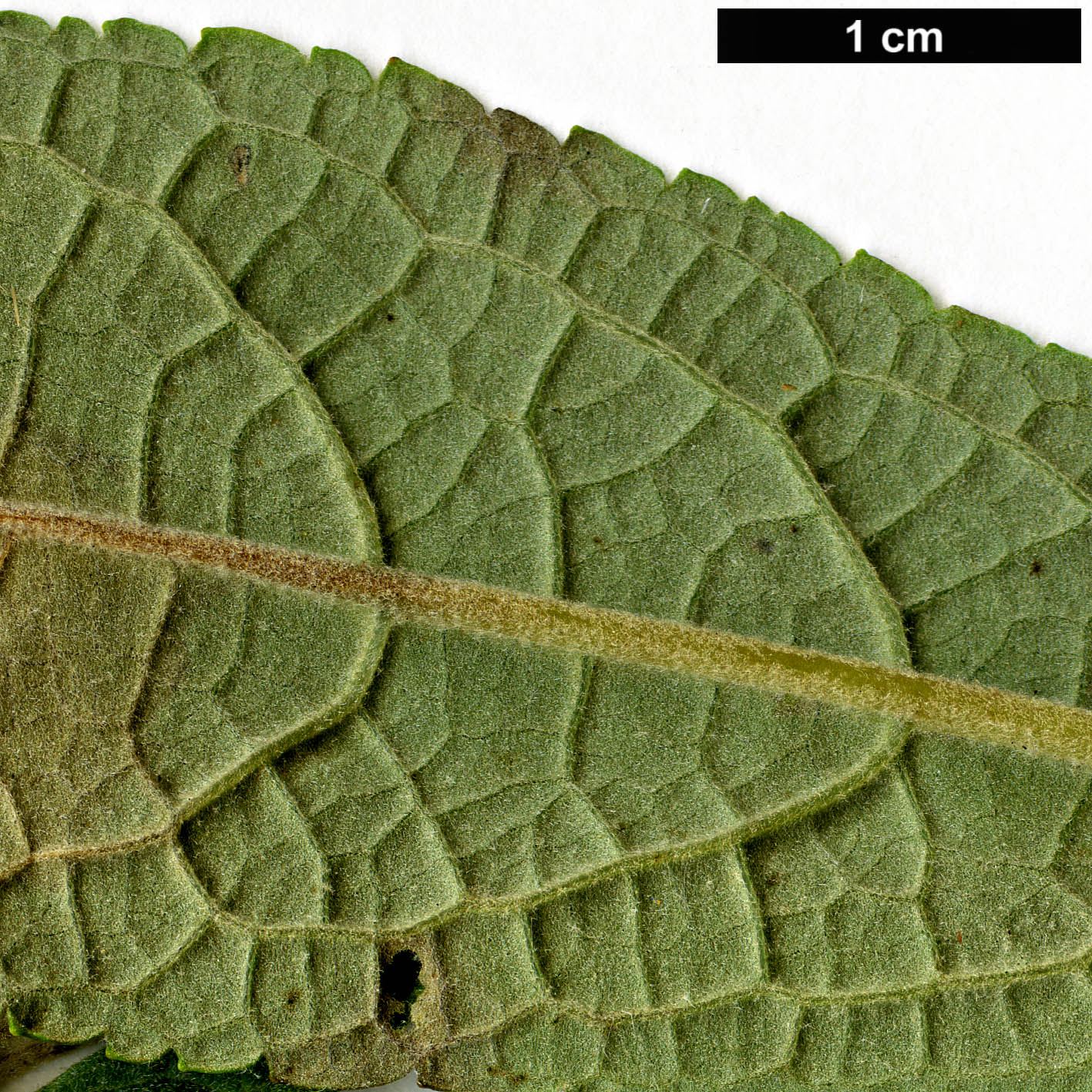High resolution image: Family: Scrophulariaceae - Genus: Buddleja - Taxon: forrestii
