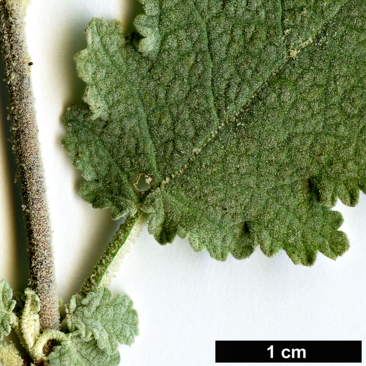 High resolution image: Family: Scrophulariaceae - Genus: Buddleja - Taxon: glomerata