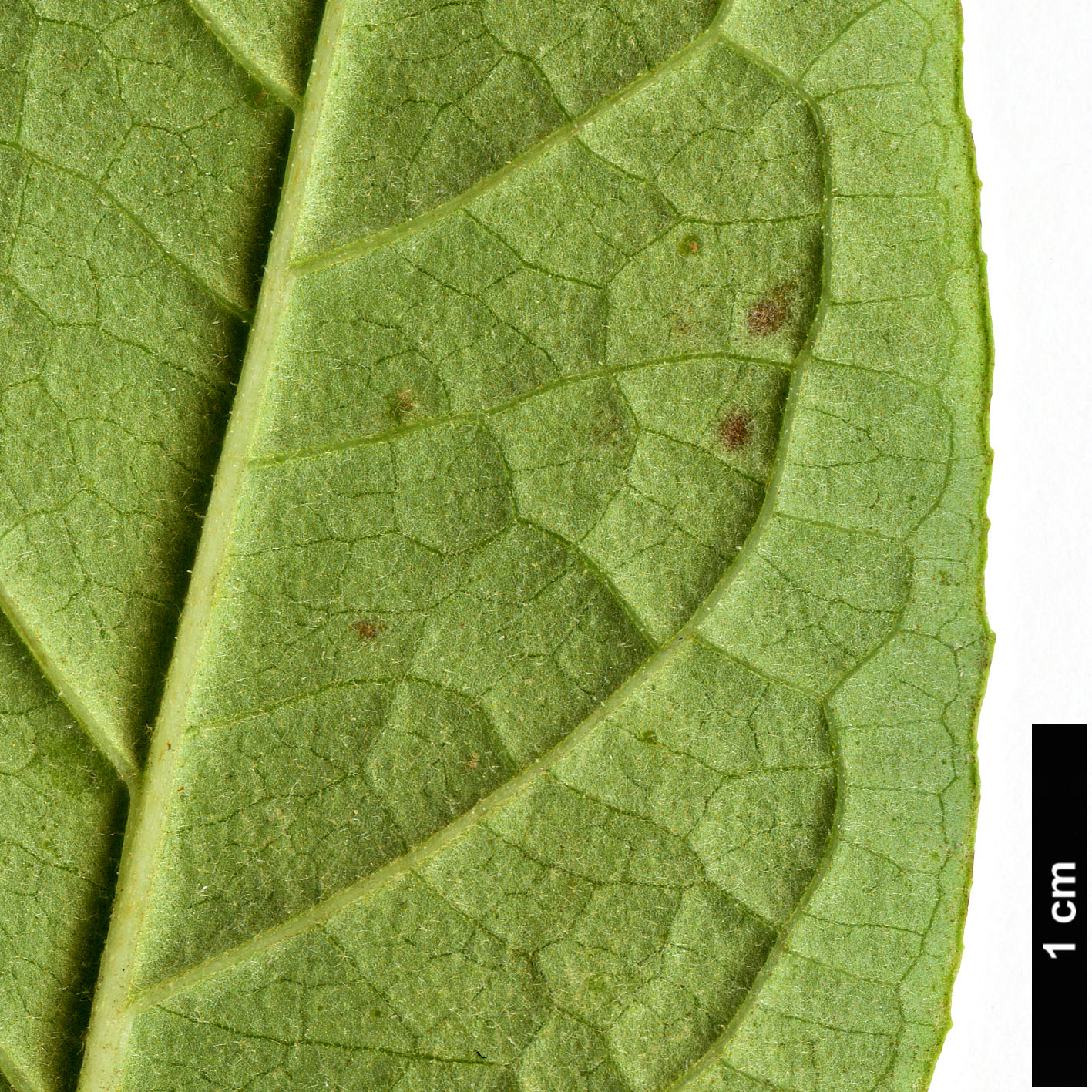 High resolution image: Family: Scrophulariaceae - Genus: Buddleja - Taxon: heliophila