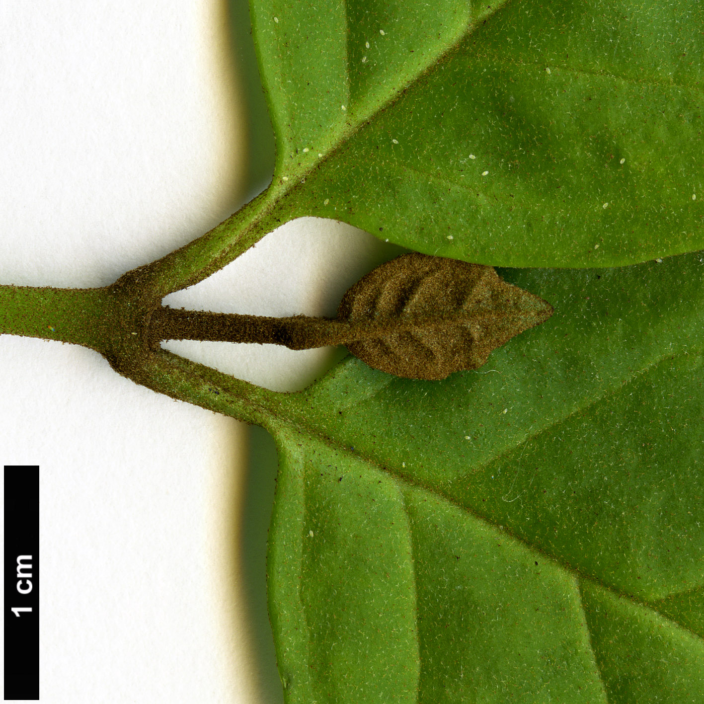 High resolution image: Family: Scrophulariaceae - Genus: Buddleja - Taxon: indica