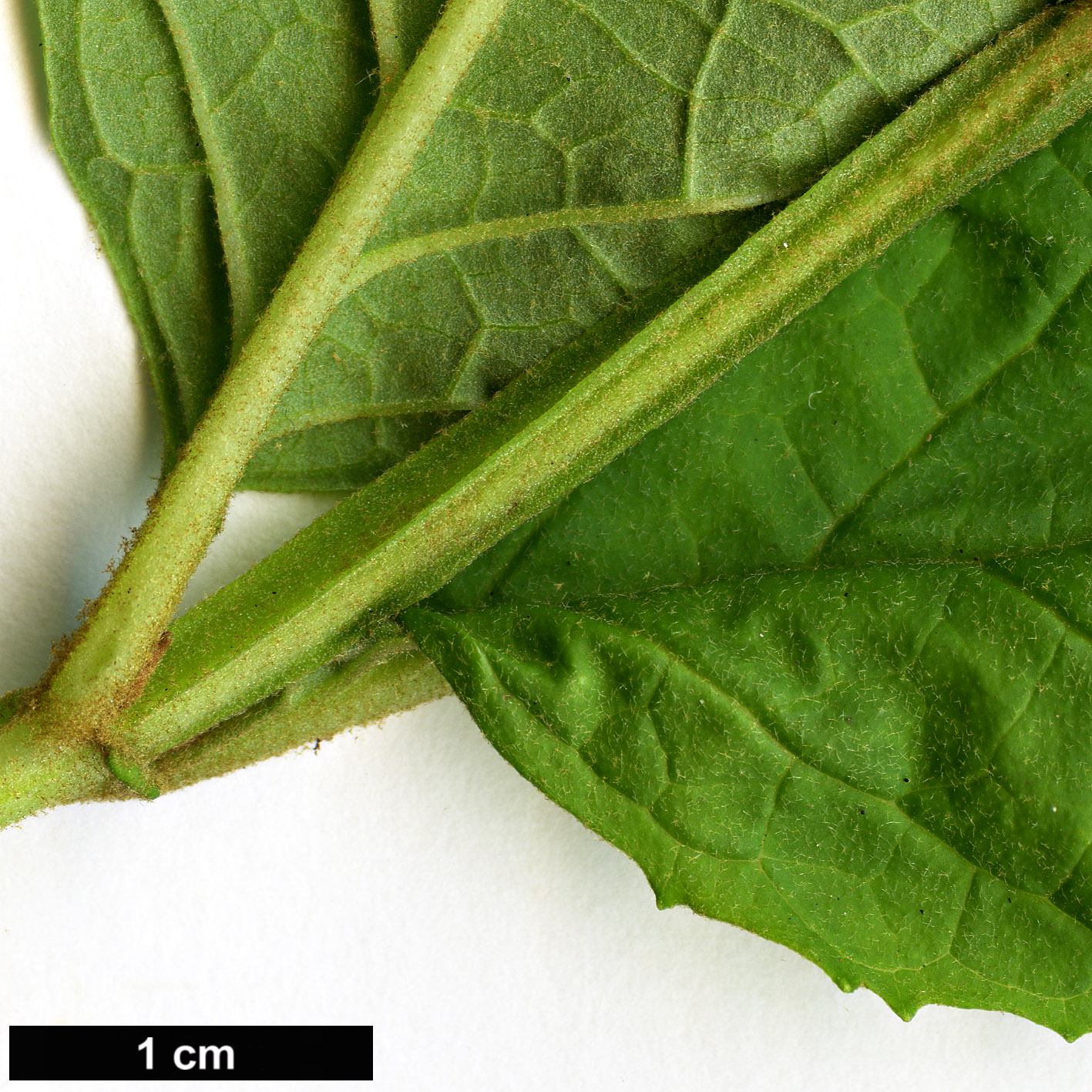 High resolution image: Family: Scrophulariaceae - Genus: Buddleja - Taxon: japonica High resolution image: Family: Scrophulariaceae - Genus: Buddleja - Taxon: japonica