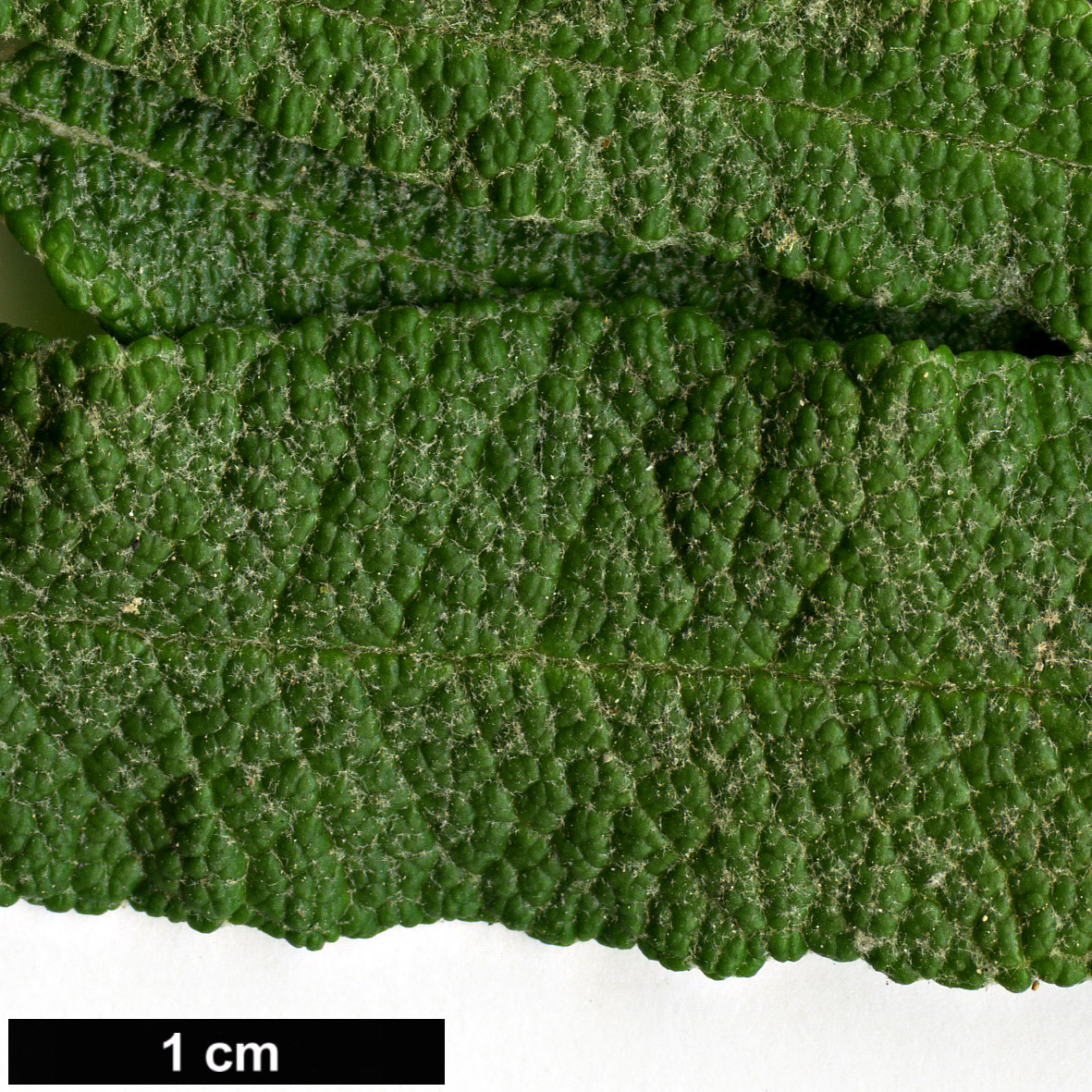 High resolution image: Family: Scrophulariaceae - Genus: Buddleja - Taxon: loricata