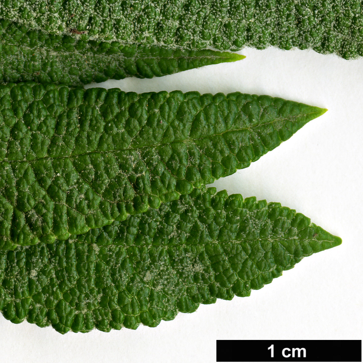 High resolution image: Family: Scrophulariaceae - Genus: Buddleja - Taxon: loricata