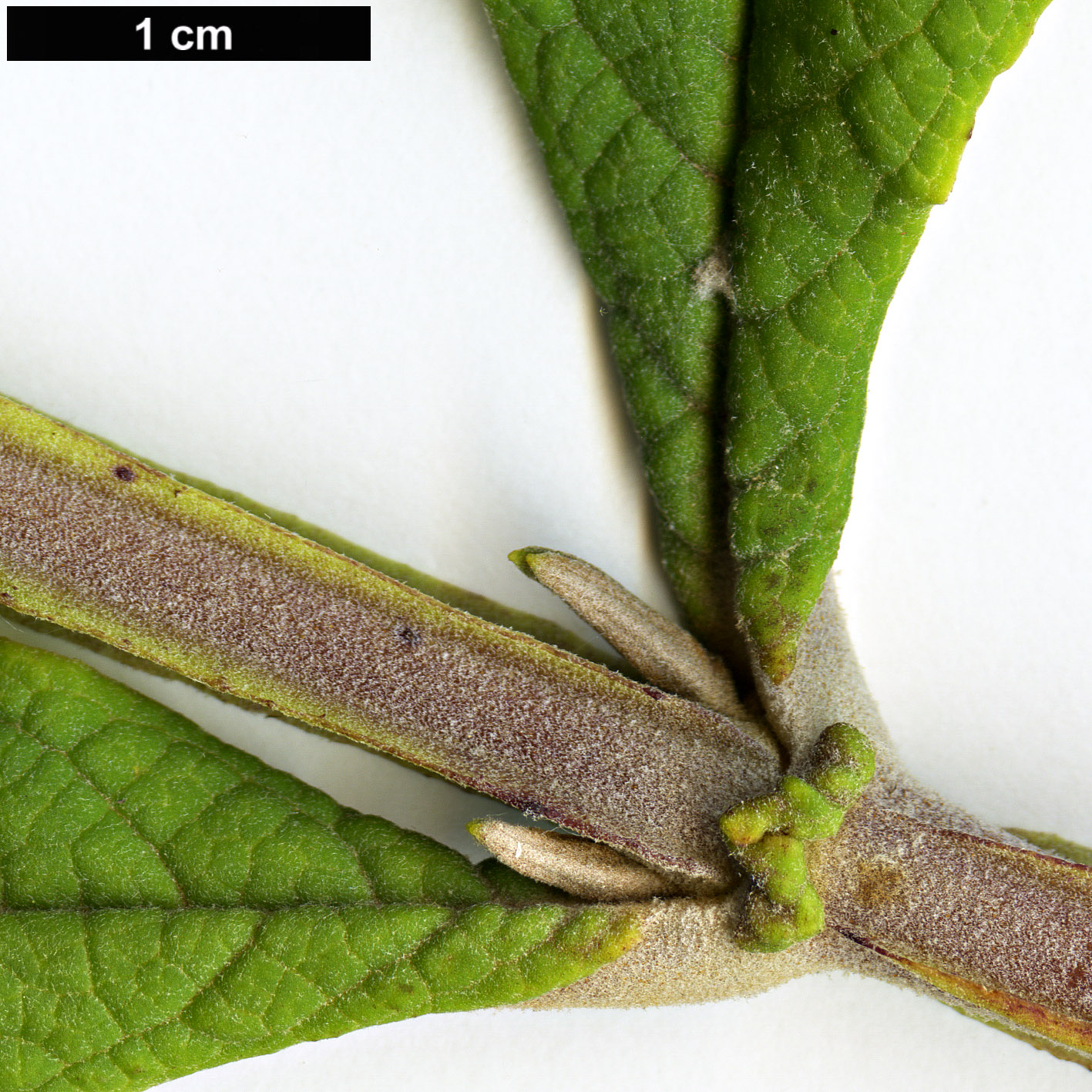 High resolution image: Family: Scrophulariaceae - Genus: Buddleja - Taxon: macrostachya