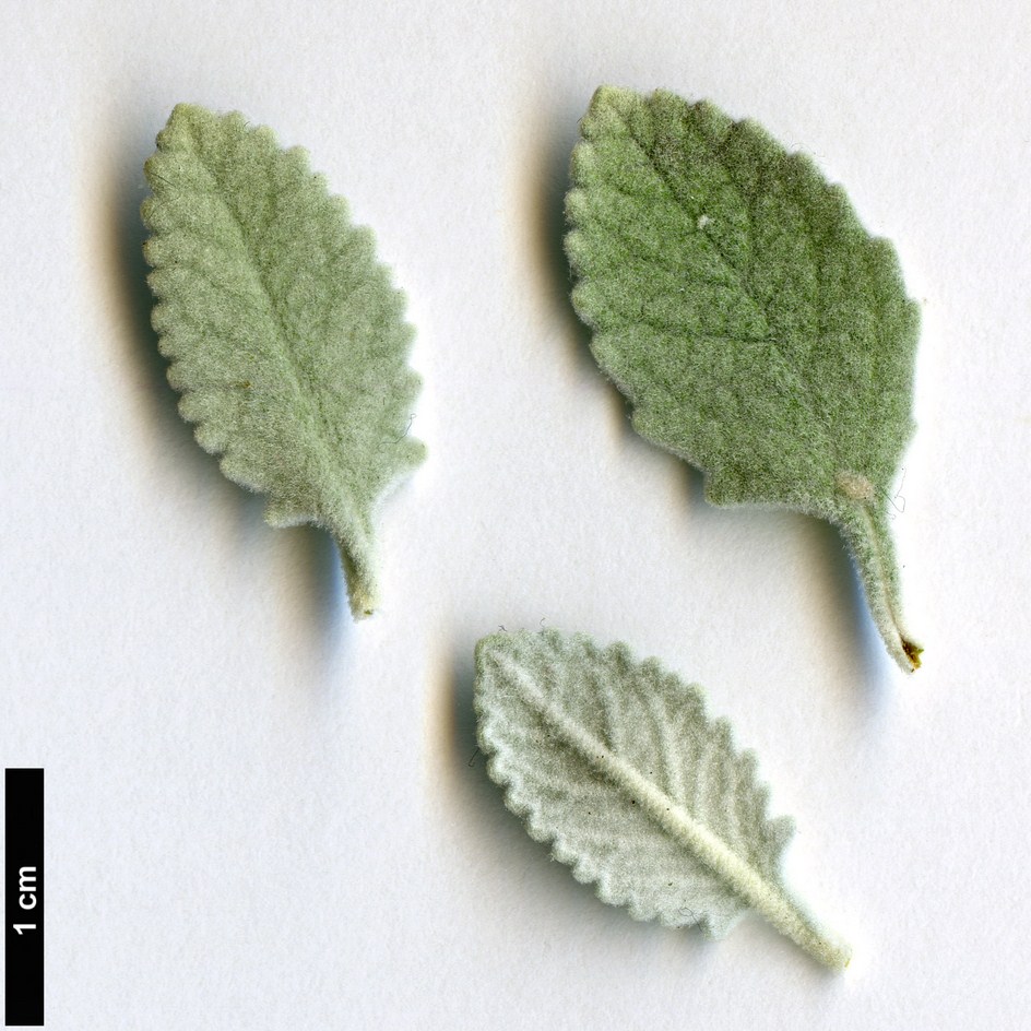 High resolution image: Family: Scrophulariaceae - Genus: Buddleja - Taxon: marrubiifolia