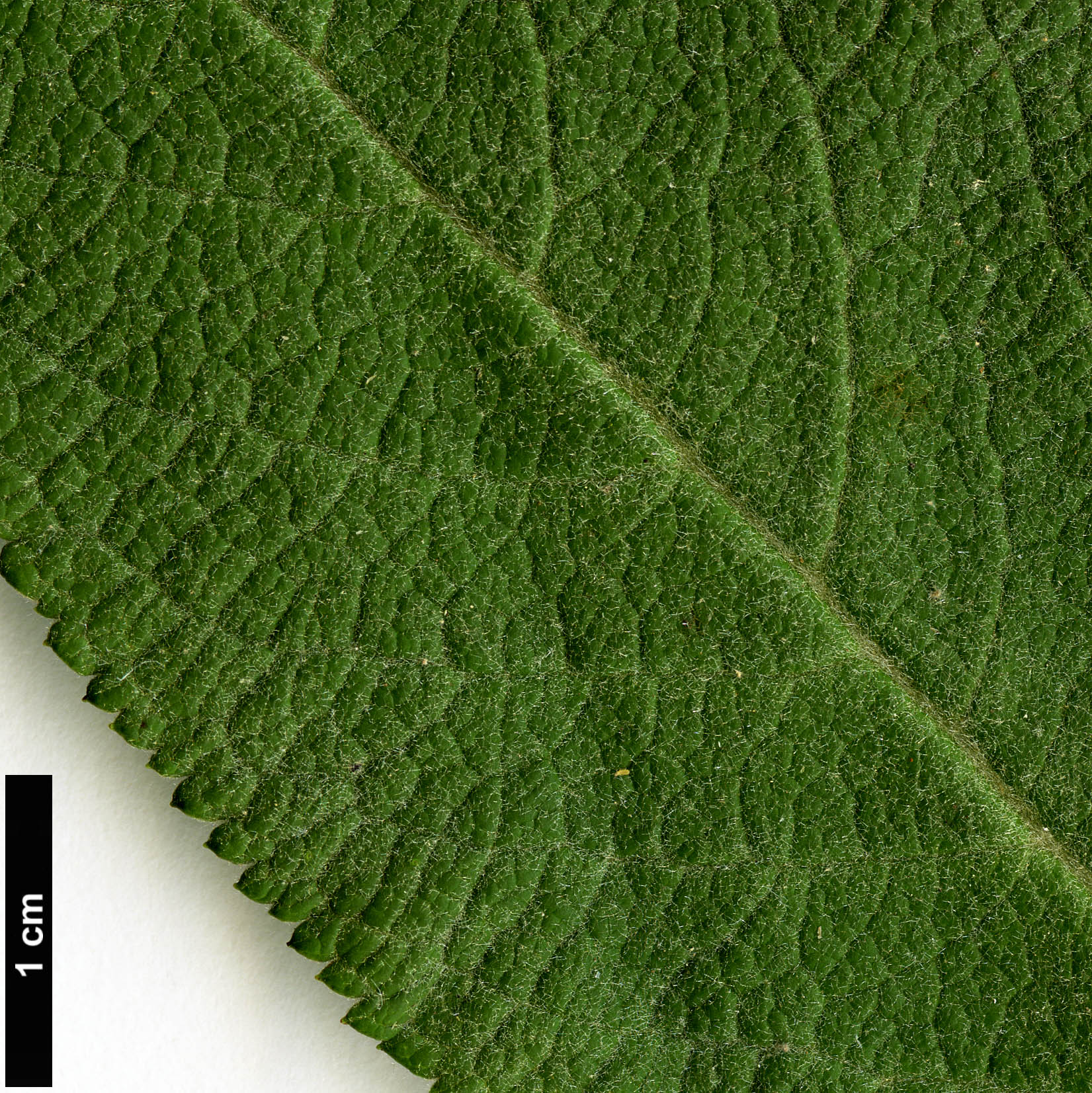 High resolution image: Family: Scrophulariaceae - Genus: Buddleja - Taxon: nivea
