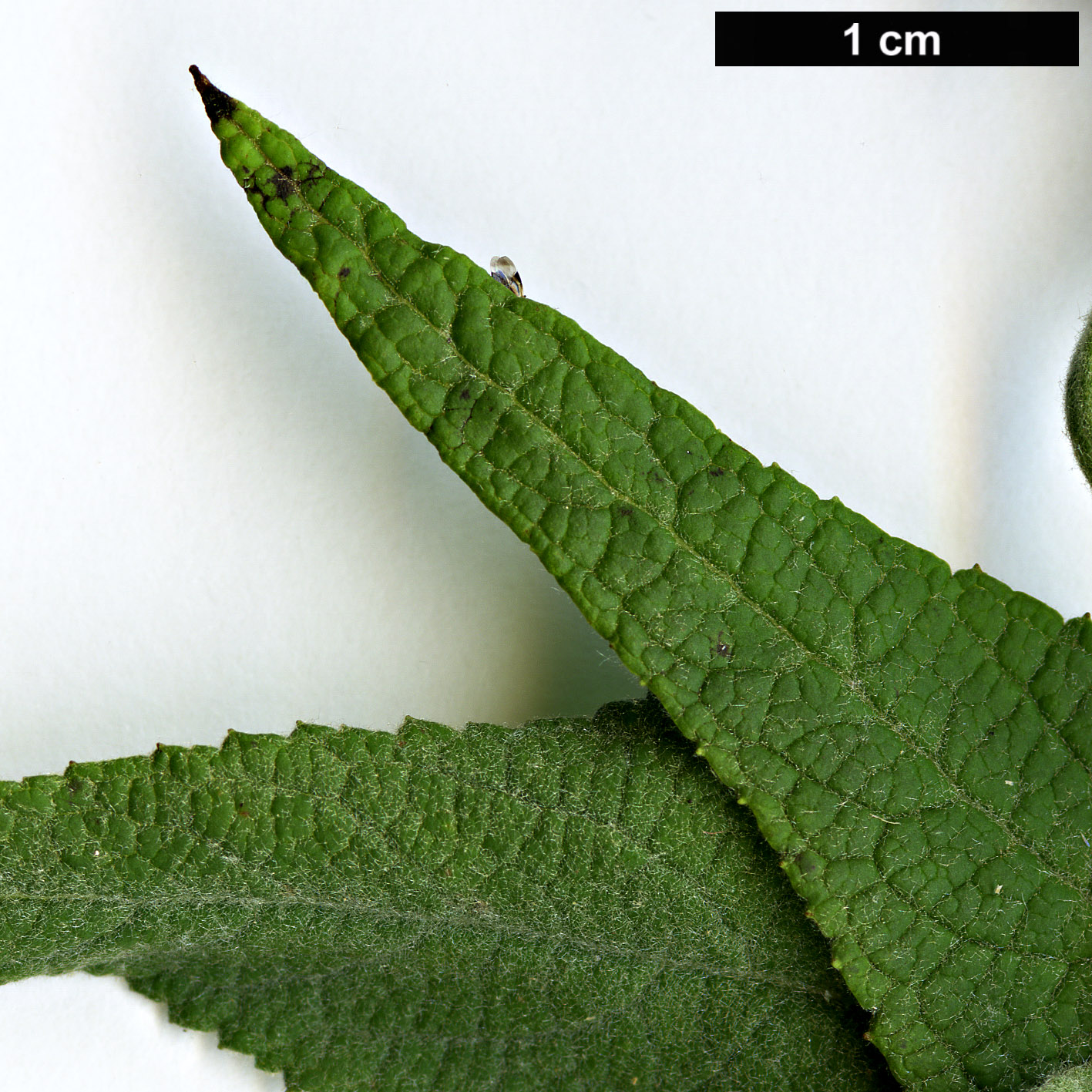 High resolution image: Family: Scrophulariaceae - Genus: Buddleja - Taxon: nivea