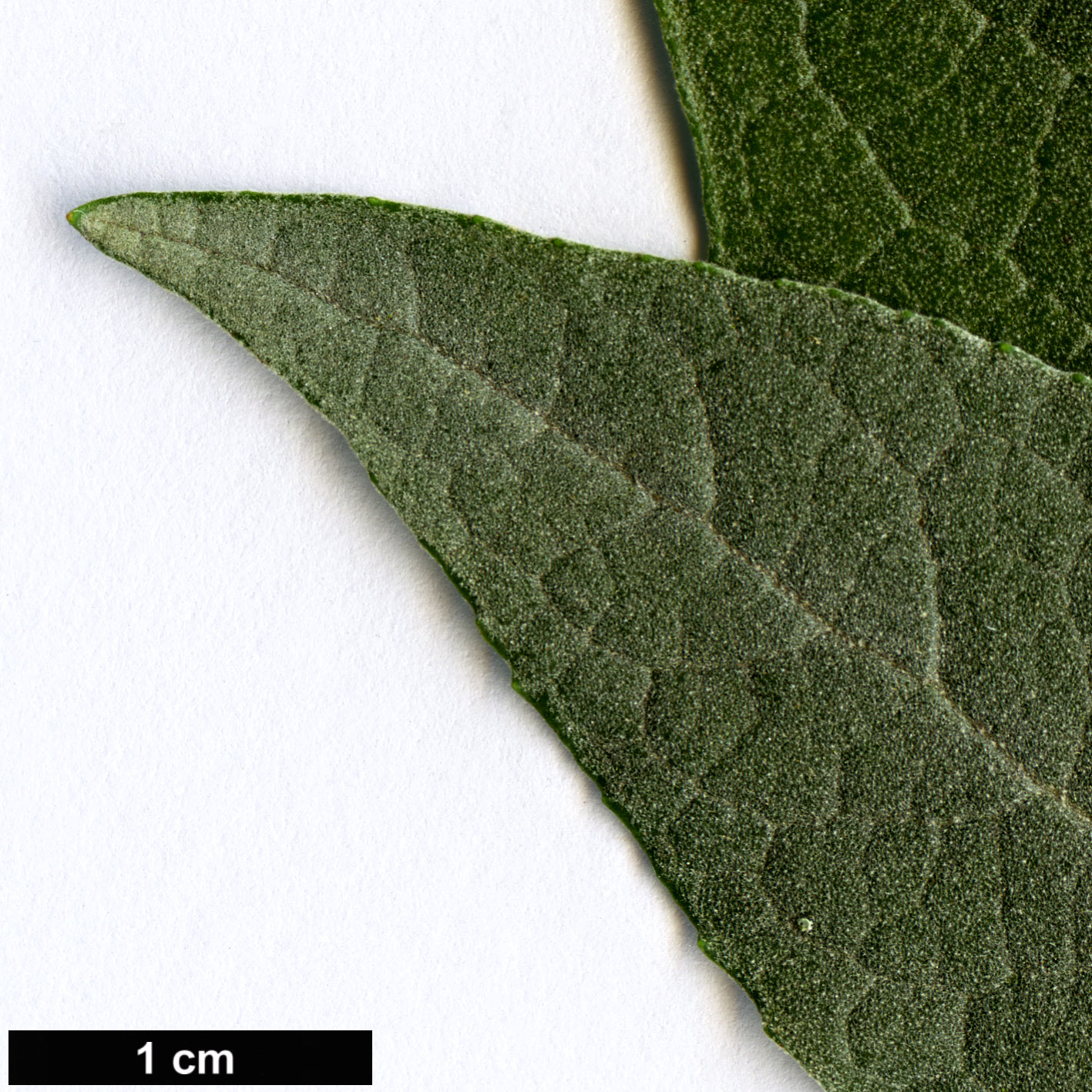 High resolution image: Family: Scrophulariaceae - Genus: Buddleja - Taxon: parviflora