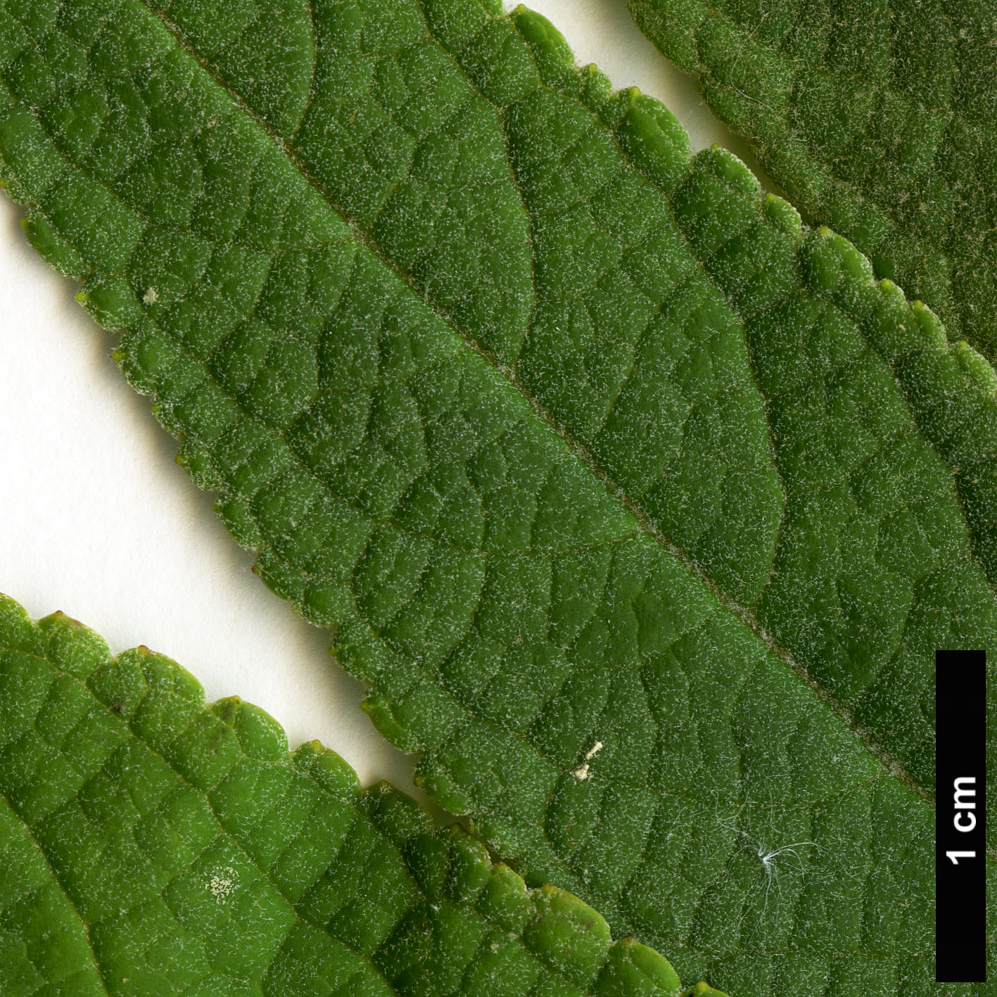 High resolution image: Family: Scrophulariaceae - Genus: Buddleja - Taxon: pterocaulis