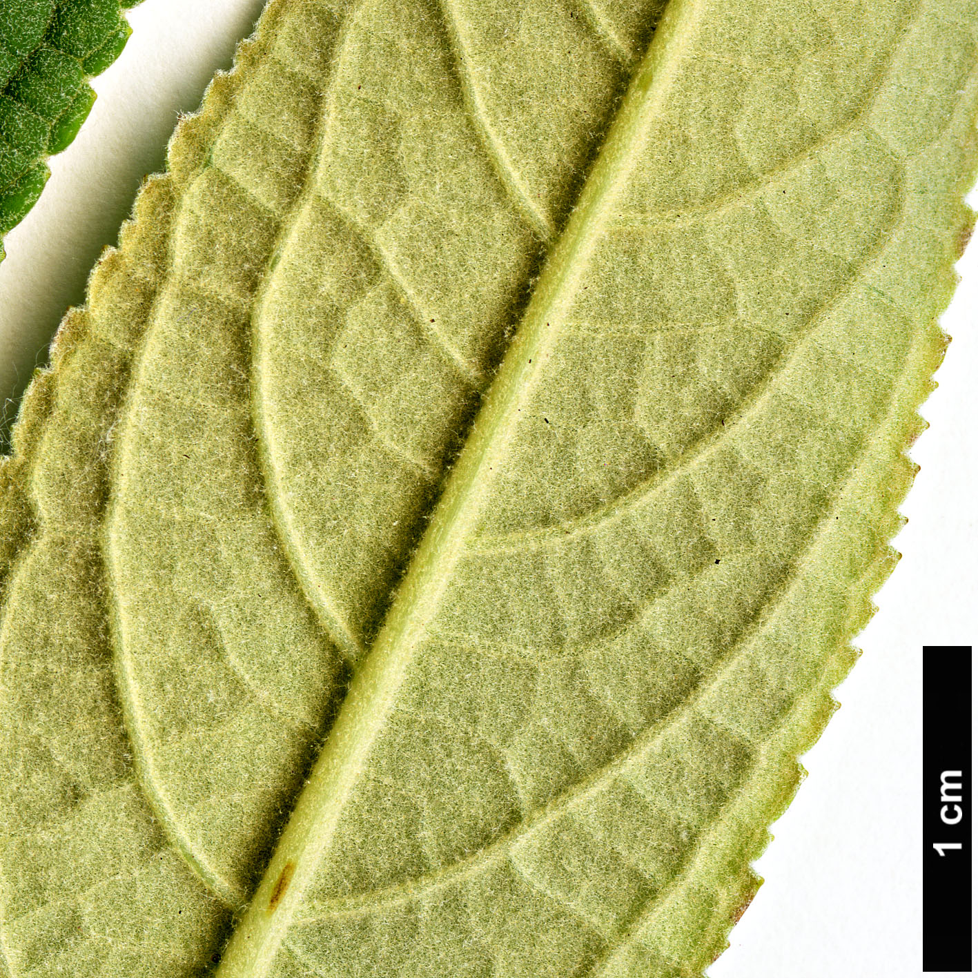 High resolution image: Family: Scrophulariaceae - Genus: Buddleja - Taxon: pterocaulis