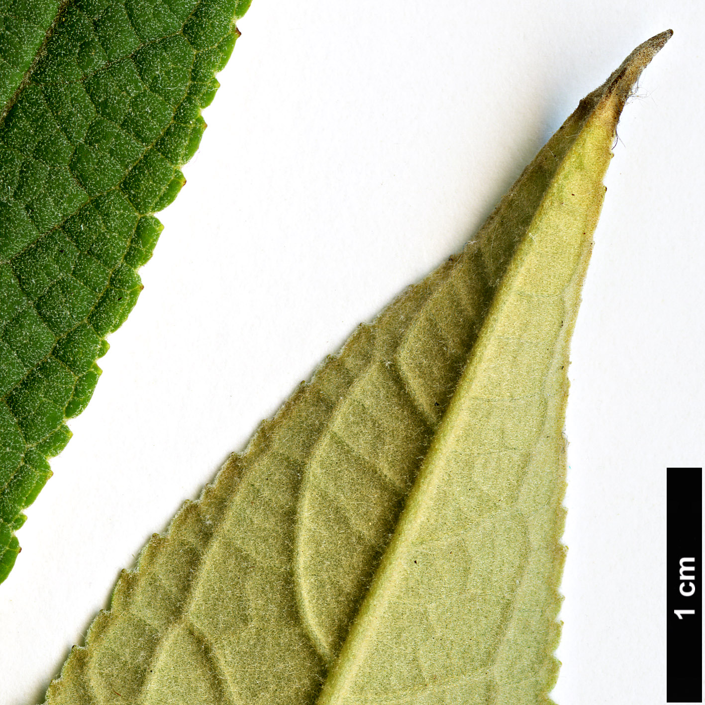 High resolution image: Family: Scrophulariaceae - Genus: Buddleja - Taxon: pterocaulis