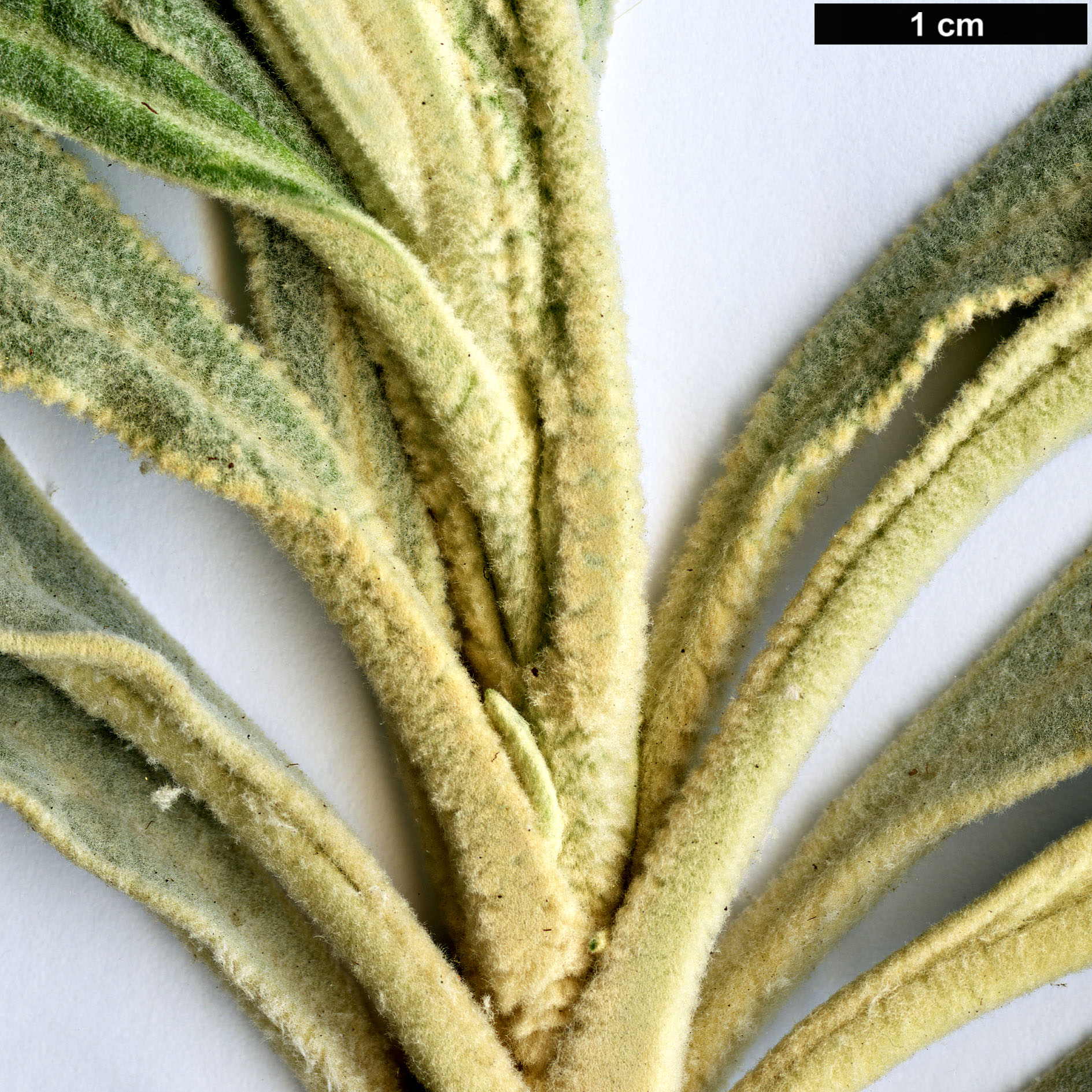 High resolution image: Family: Scrophulariaceae - Genus: Buddleja - Taxon: speciosissima