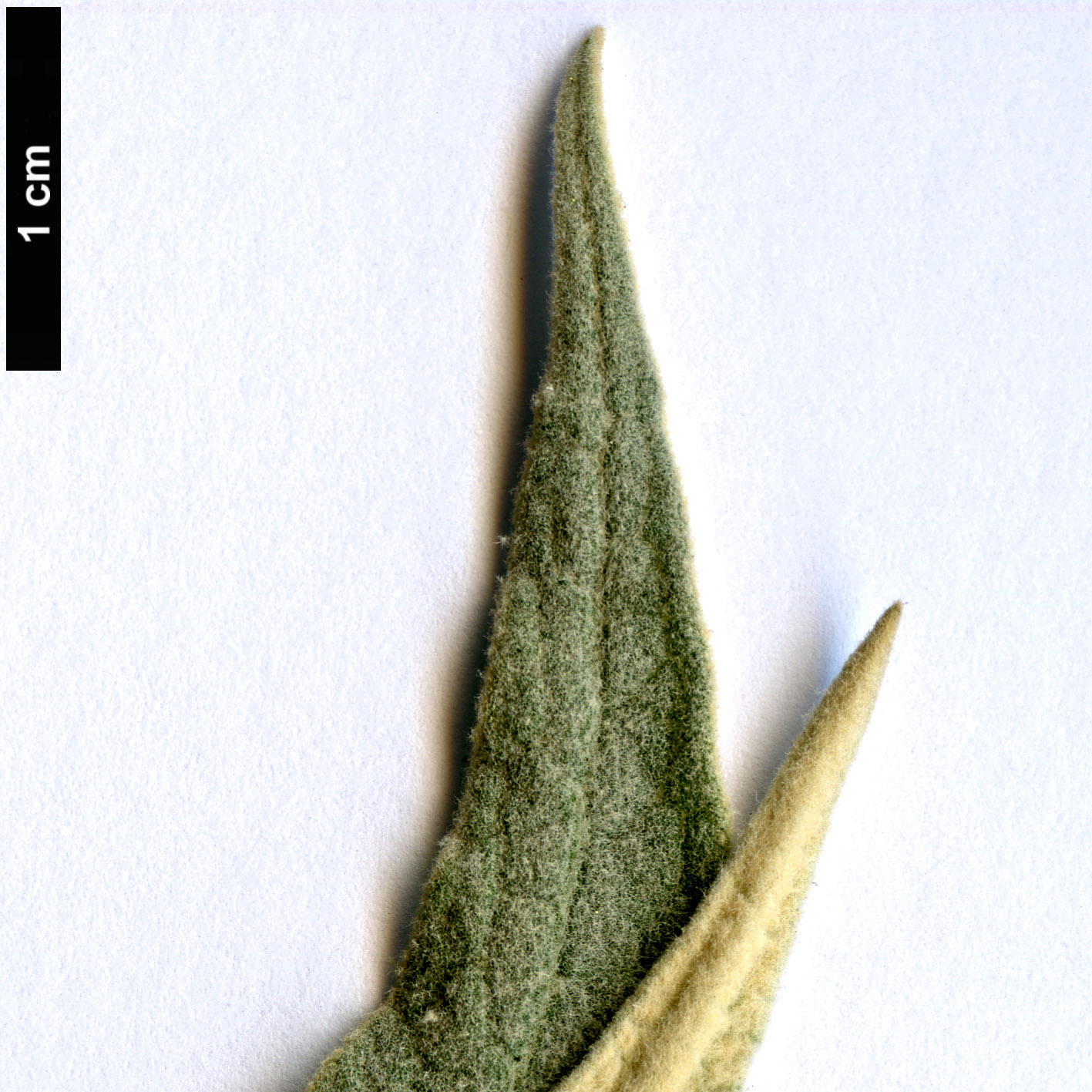 High resolution image: Family: Scrophulariaceae - Genus: Buddleja - Taxon: speciosissima