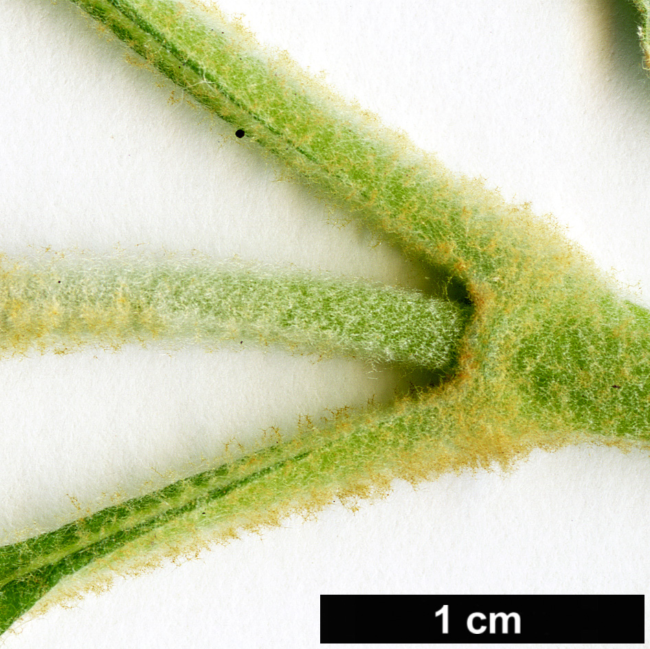 High resolution image: Family: Scrophulariaceae - Genus: Buddleja - Taxon: tibetica