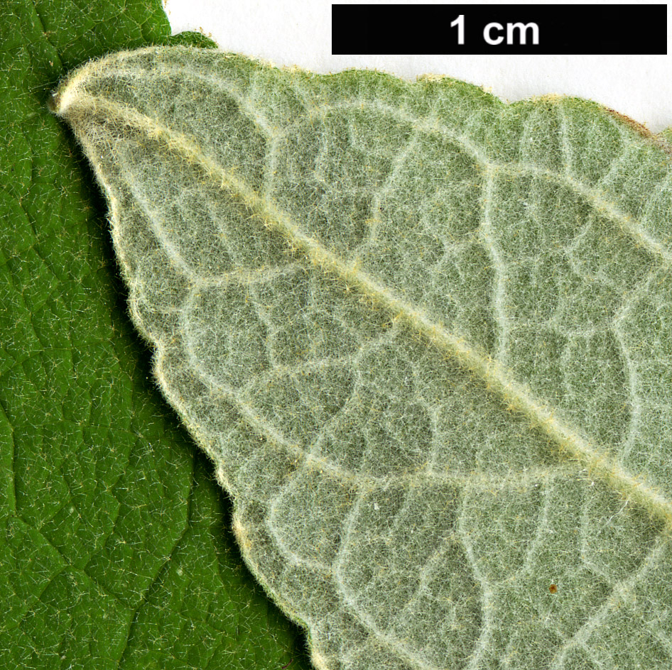 High resolution image: Family: Scrophulariaceae - Genus: Buddleja - Taxon: tibetica