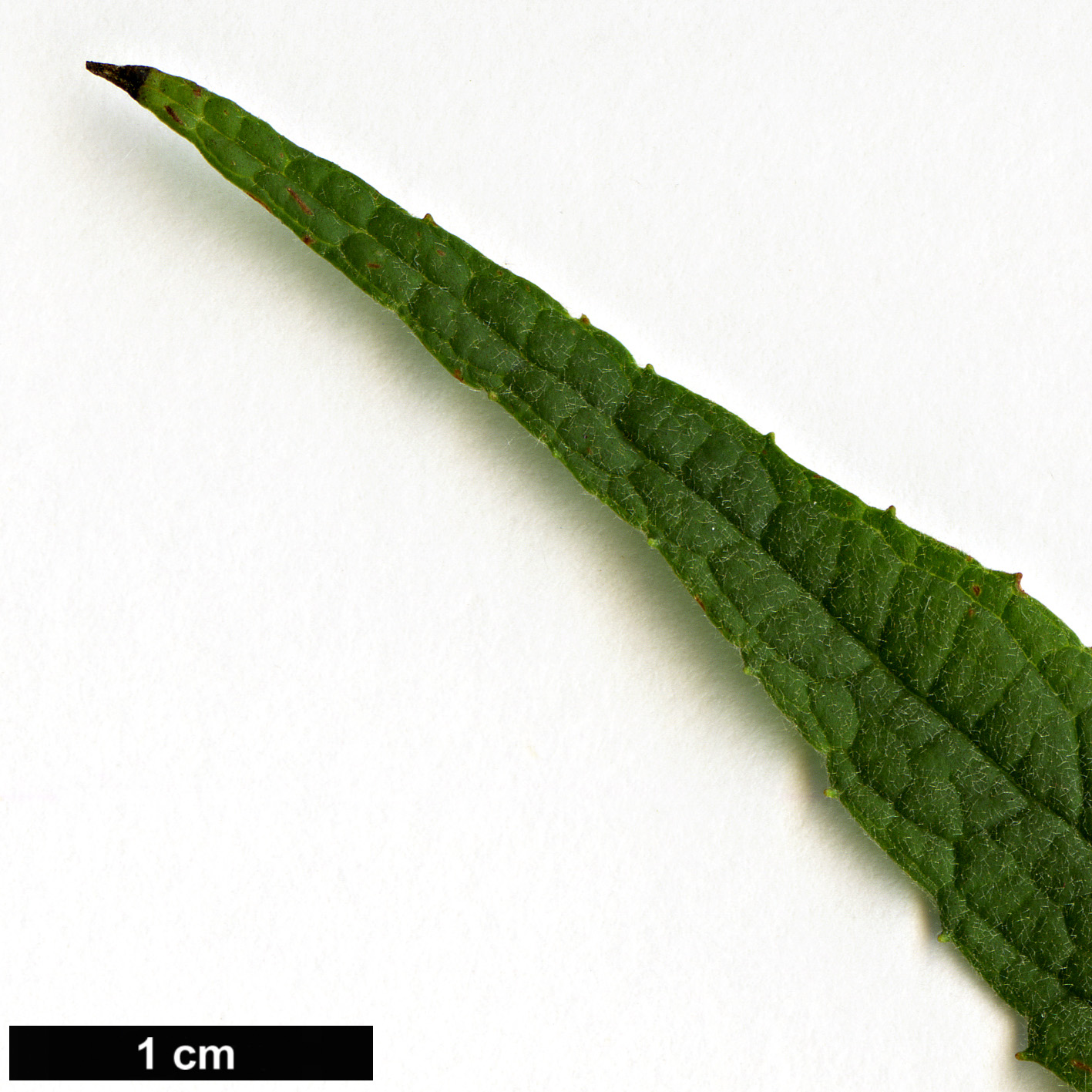 High resolution image: Family: Scrophulariaceae - Genus: Buddleja - Taxon: yunnanensis