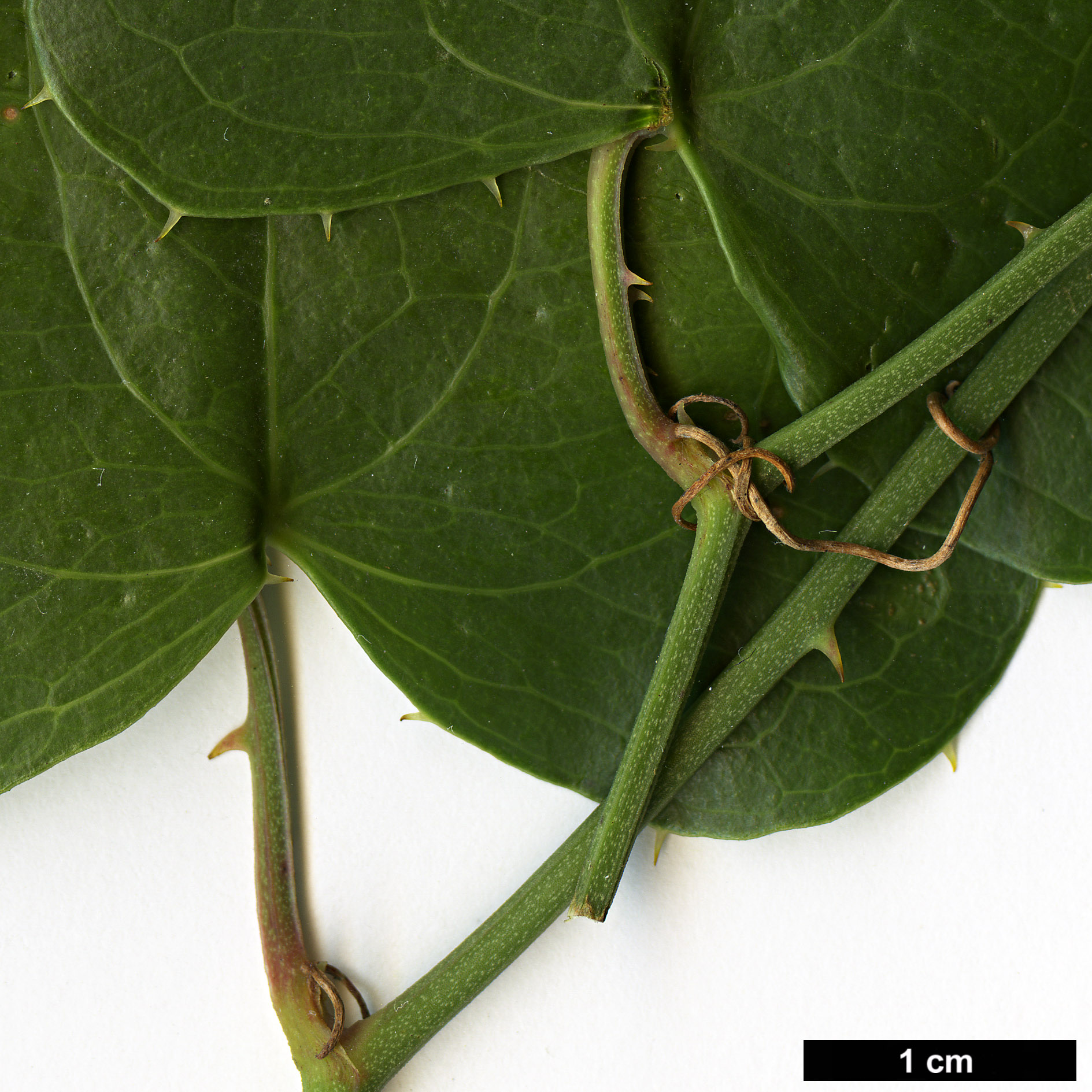 High resolution image: Family: Smilacaceae - Genus: Smilax - Taxon: aspera