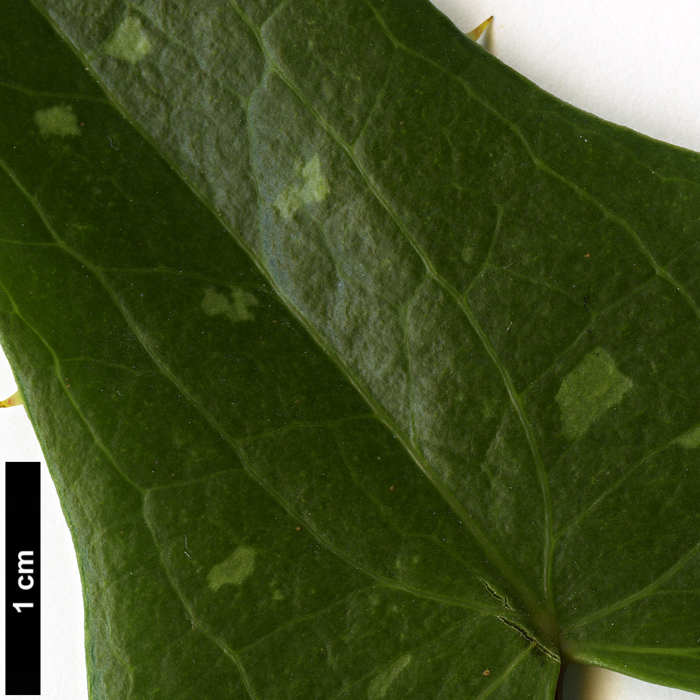 High resolution image: Family: Smilacaceae - Genus: Smilax - Taxon: aspera