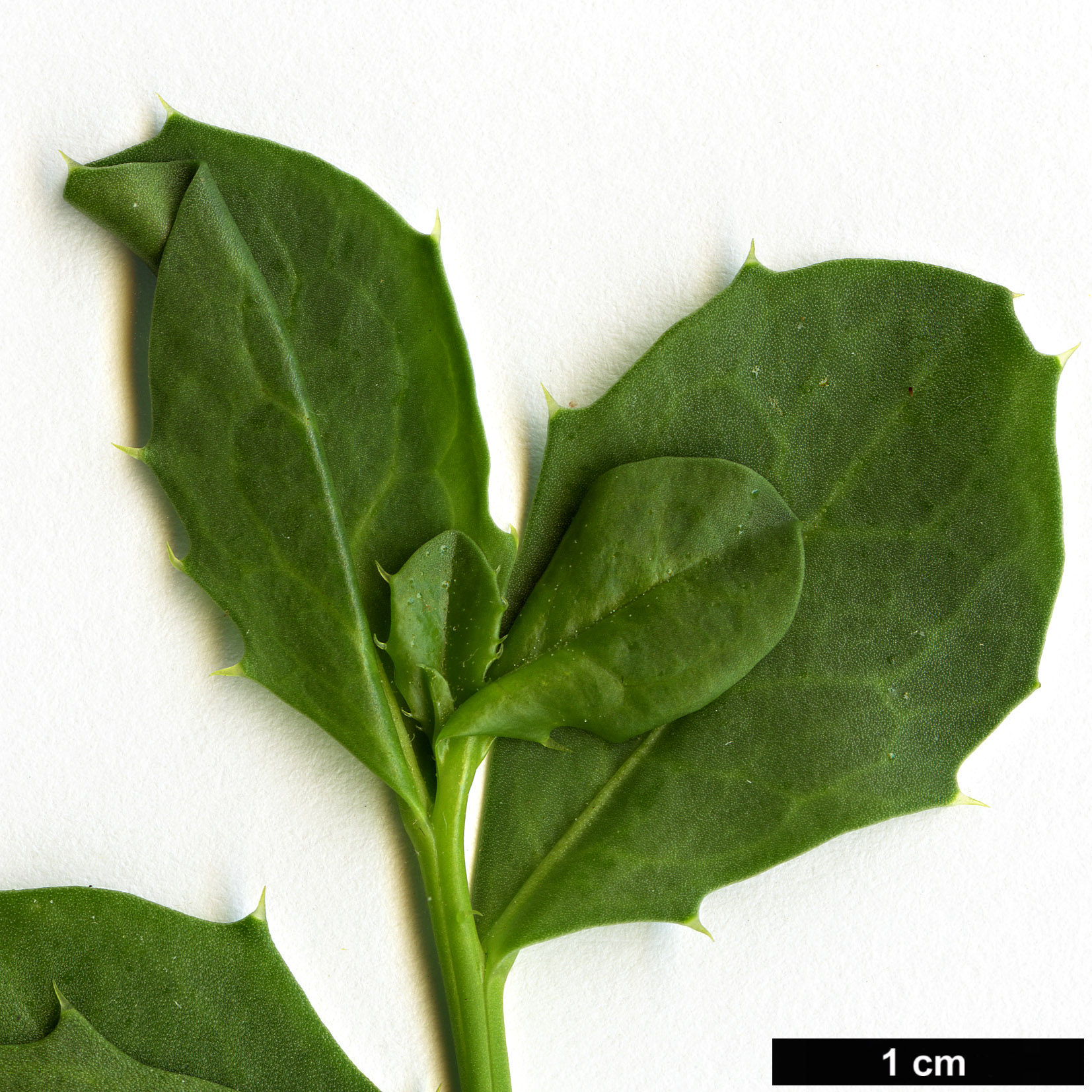 High resolution image: Family: Solanaceae - Genus: Anthocercis - Taxon: littorea