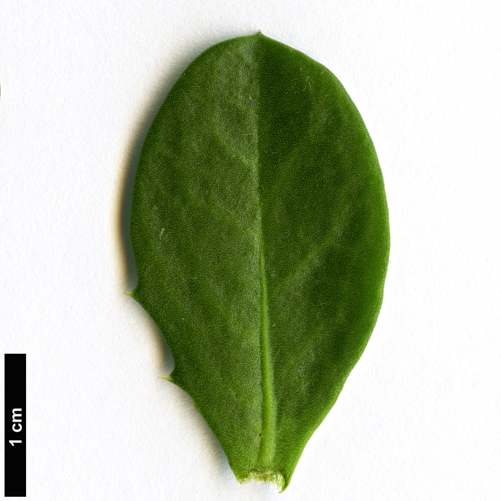 High resolution image: Family: Solanaceae - Genus: Anthocercis - Taxon: littorea