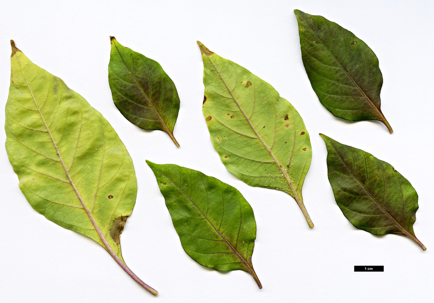 High resolution image: Family: Solanaceae - Genus: Capsicum - Taxon: chinense
