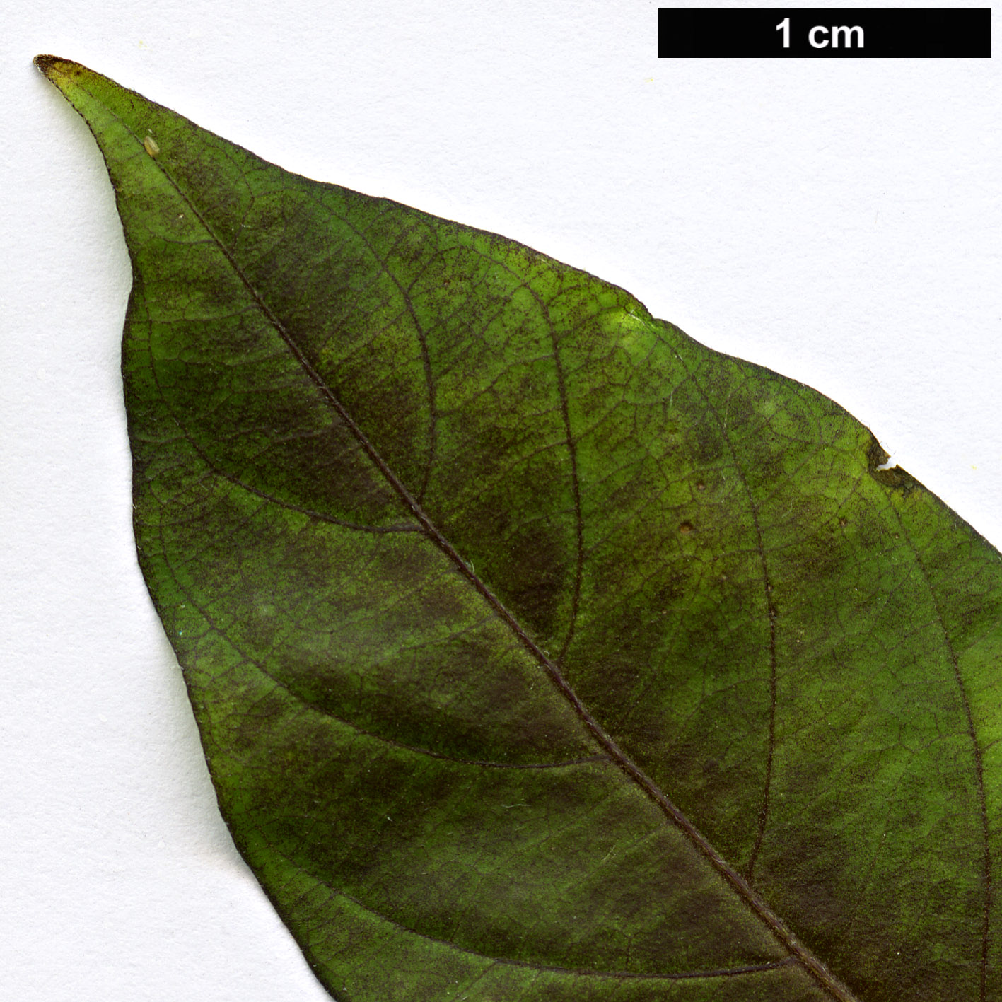 High resolution image: Family: Solanaceae - Genus: Capsicum - Taxon: chinense