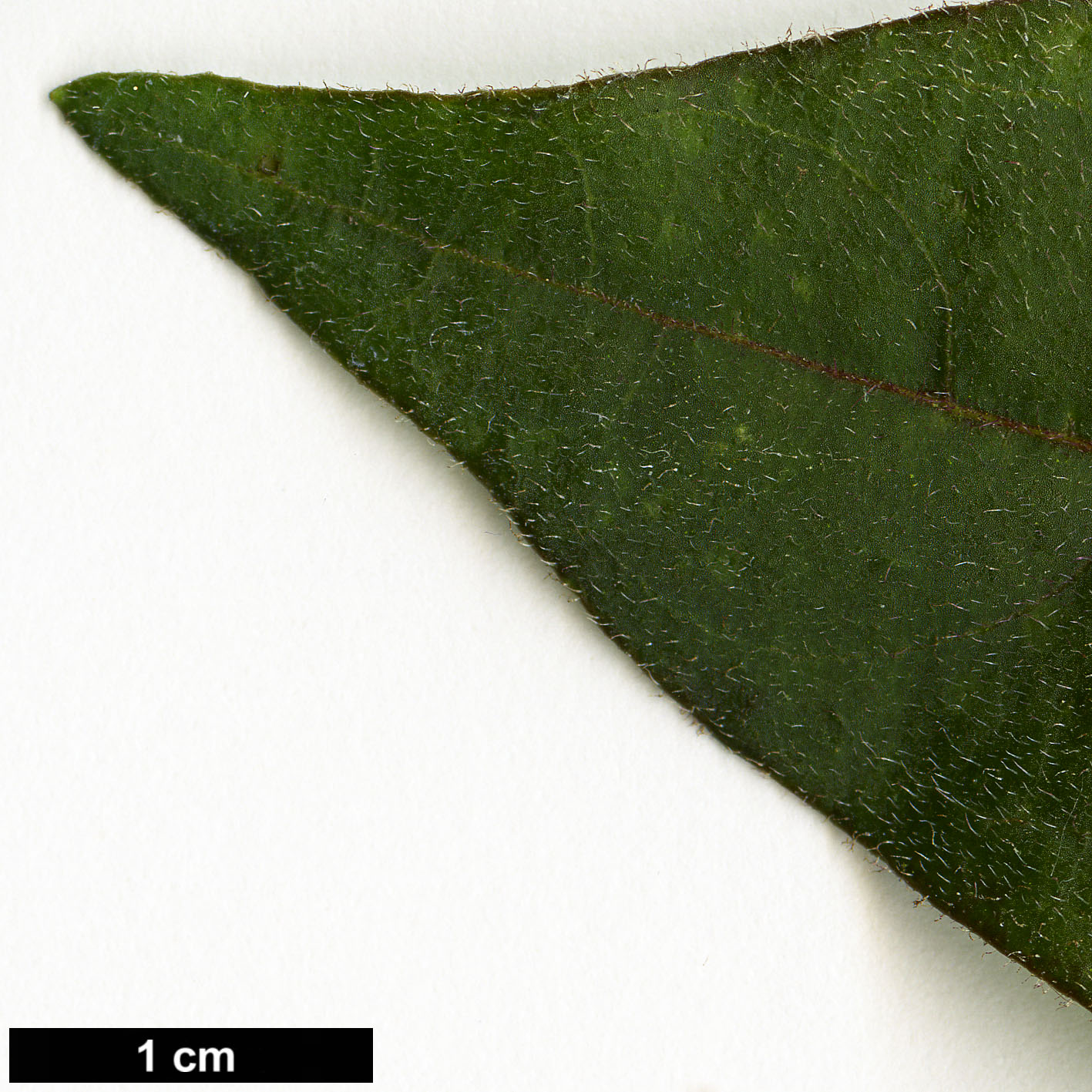 High resolution image: Family: Solanaceae - Genus: Cestrum - Taxon: elegans
