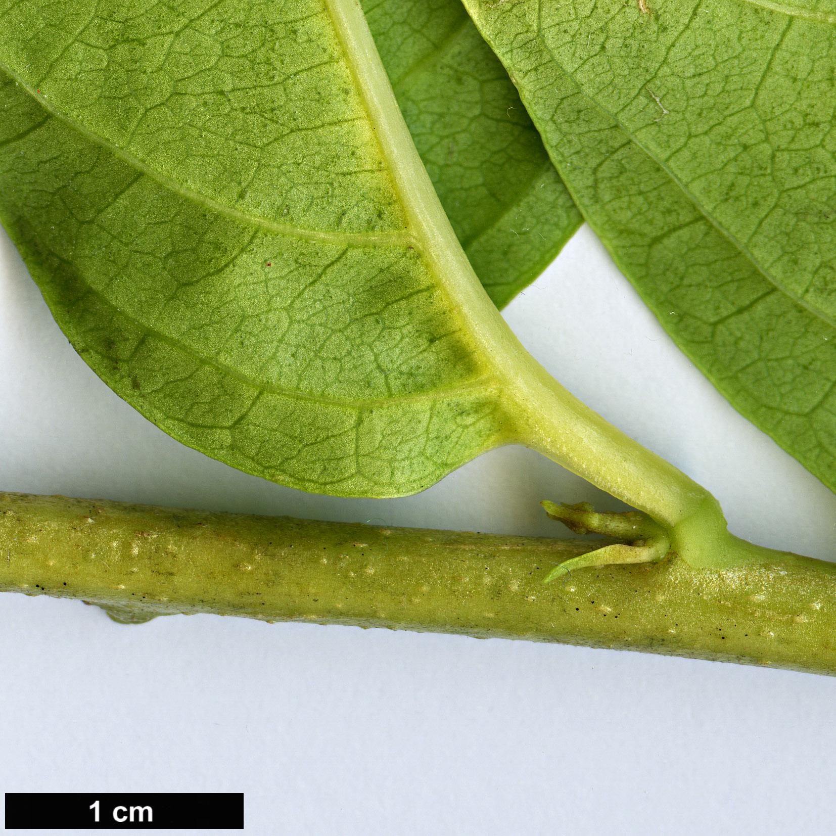 High resolution image: Family: Solanaceae - Genus: Cestrum - Taxon: nocturnum