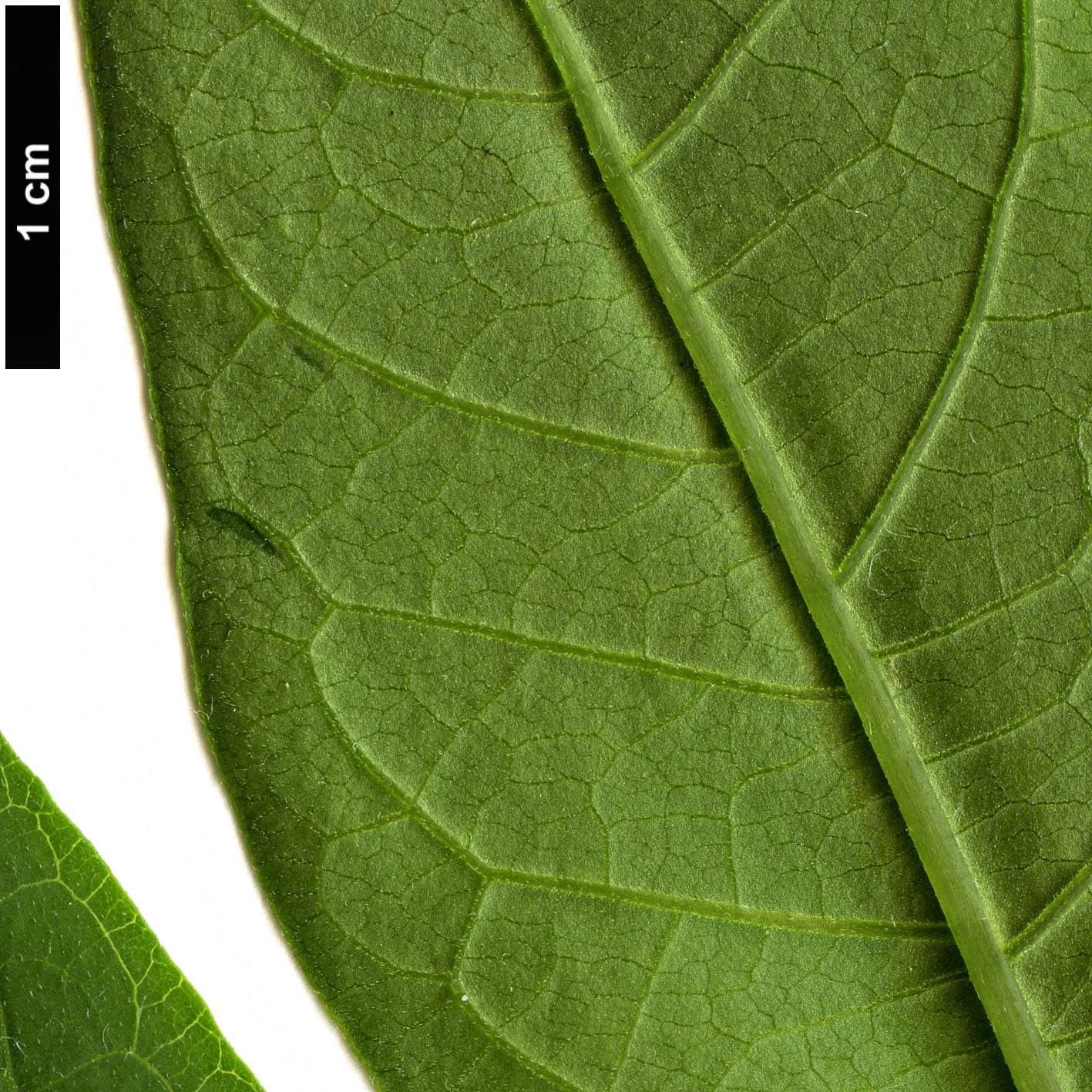 High resolution image: Family: Solanaceae - Genus: Iochroma - Taxon: australe